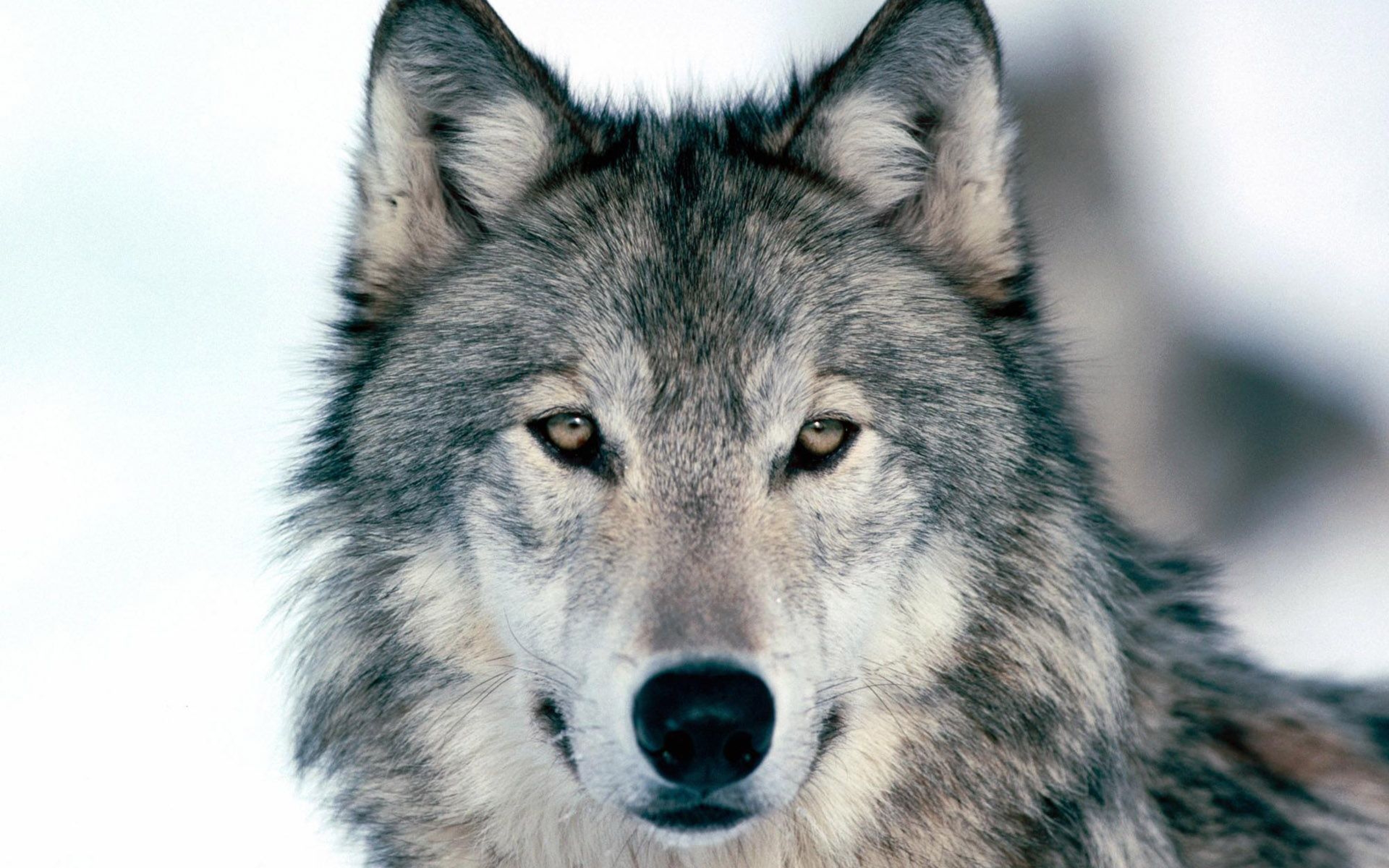R wolf. Волк. Волк серый. Красивый волк. Изображение волка.