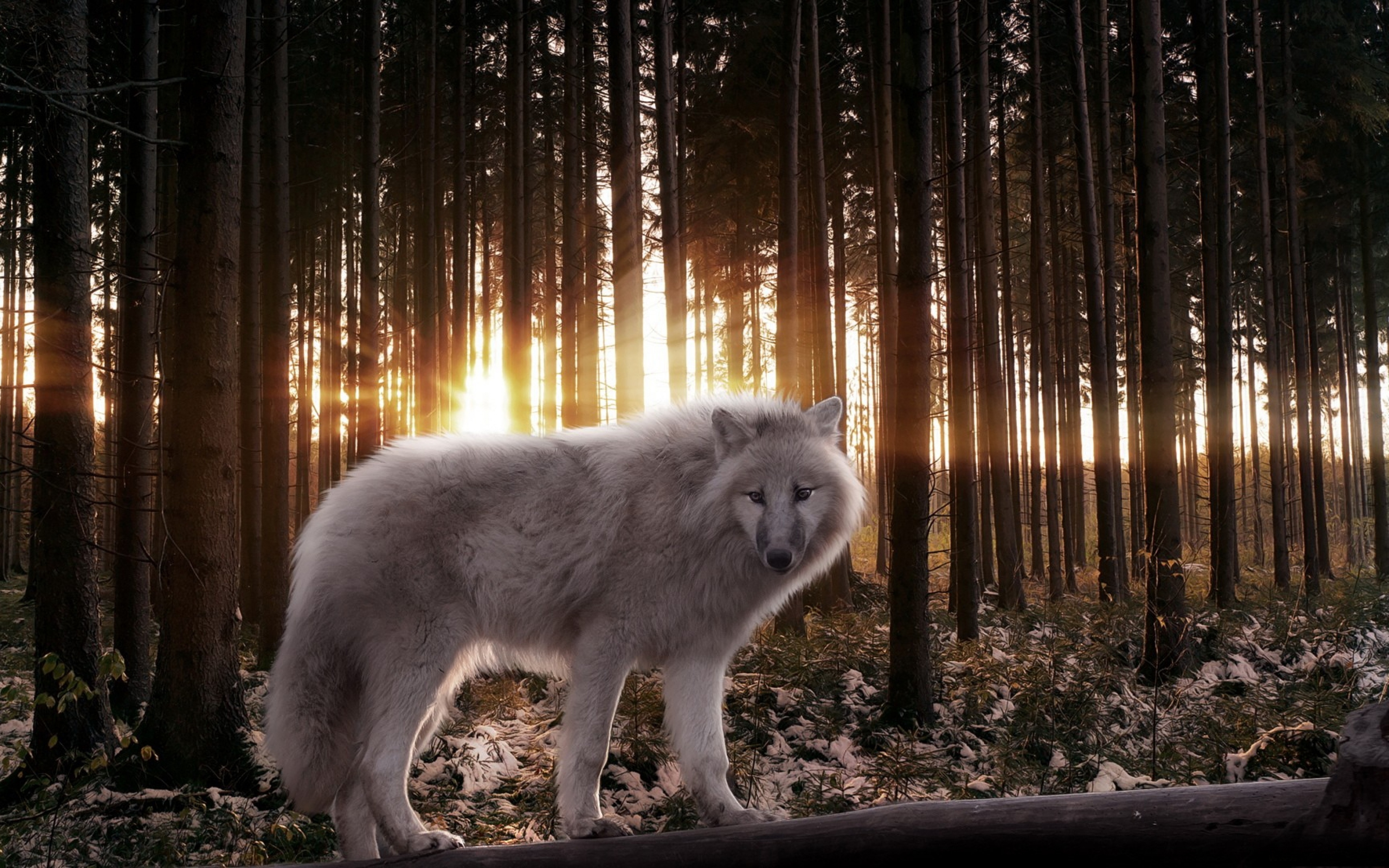 Красивые обои волки. Волк обои. Картинки на рабочий стол волки. Обои на рабочий стол волк. Волк в лесу.