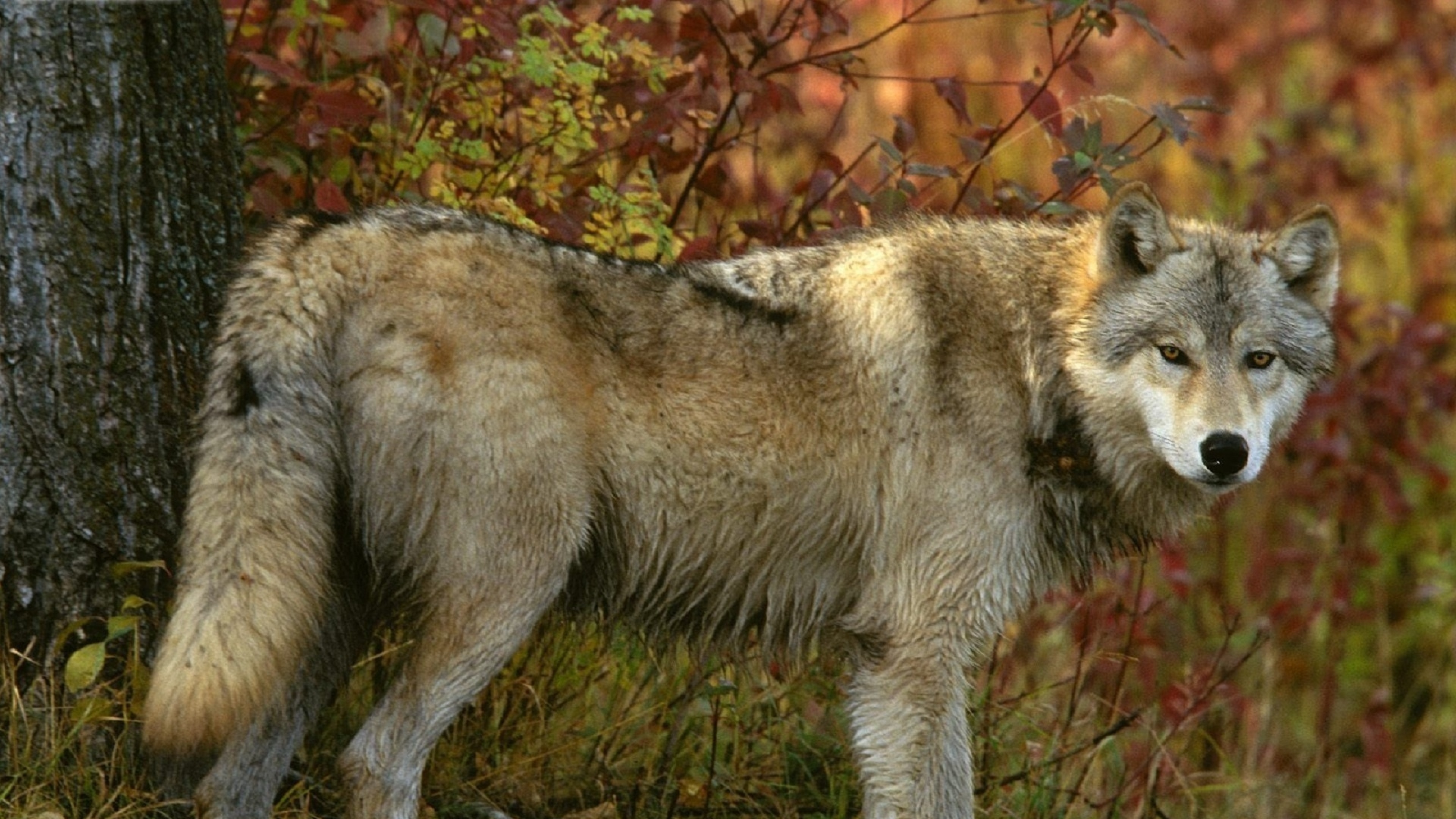 Серый волк чем питаются. Волк. Волк серый. Волк в осеннем лесу. Волк осень.