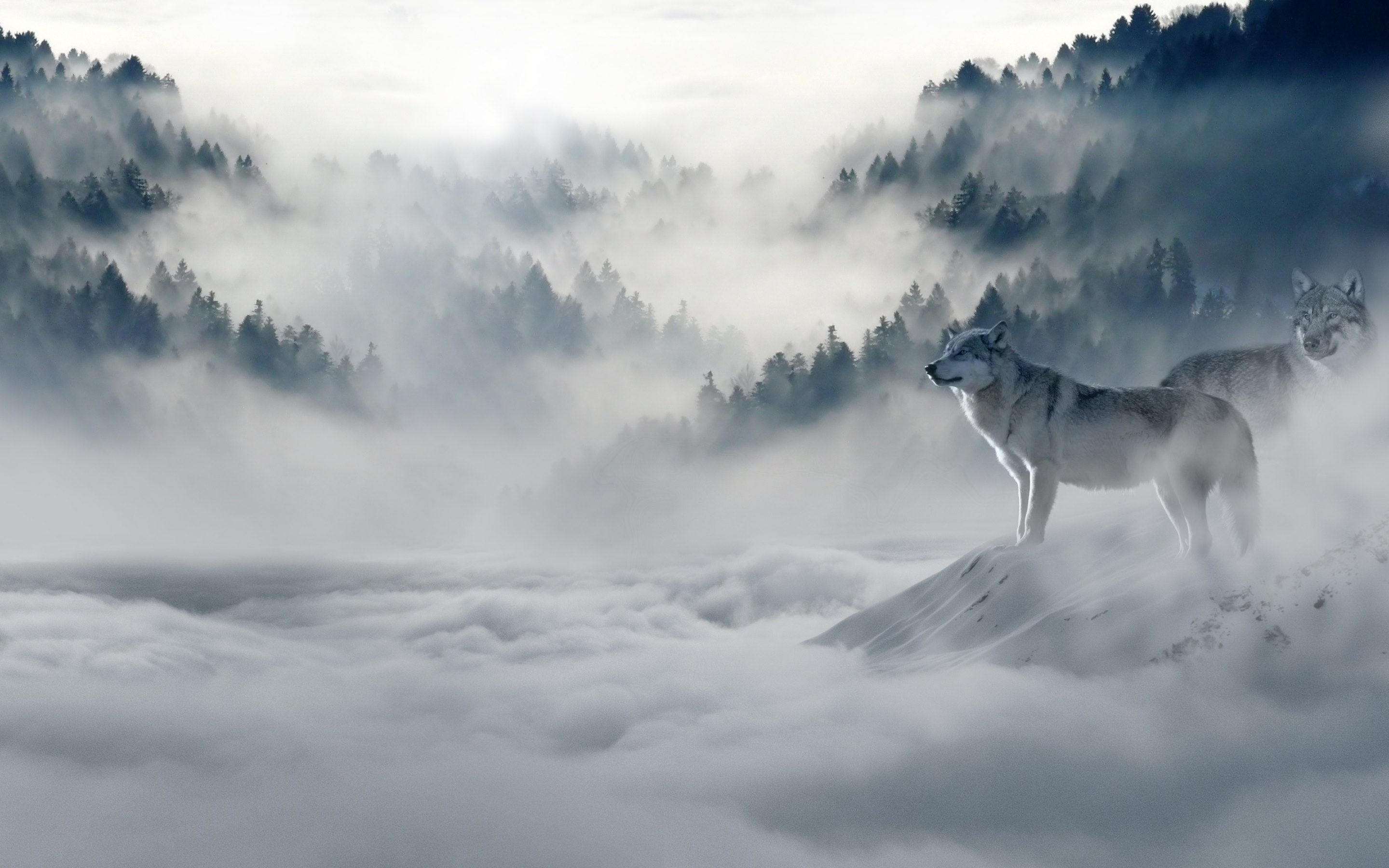 Волк на фоне гор. Волк. Волк зима. Снежный волк.