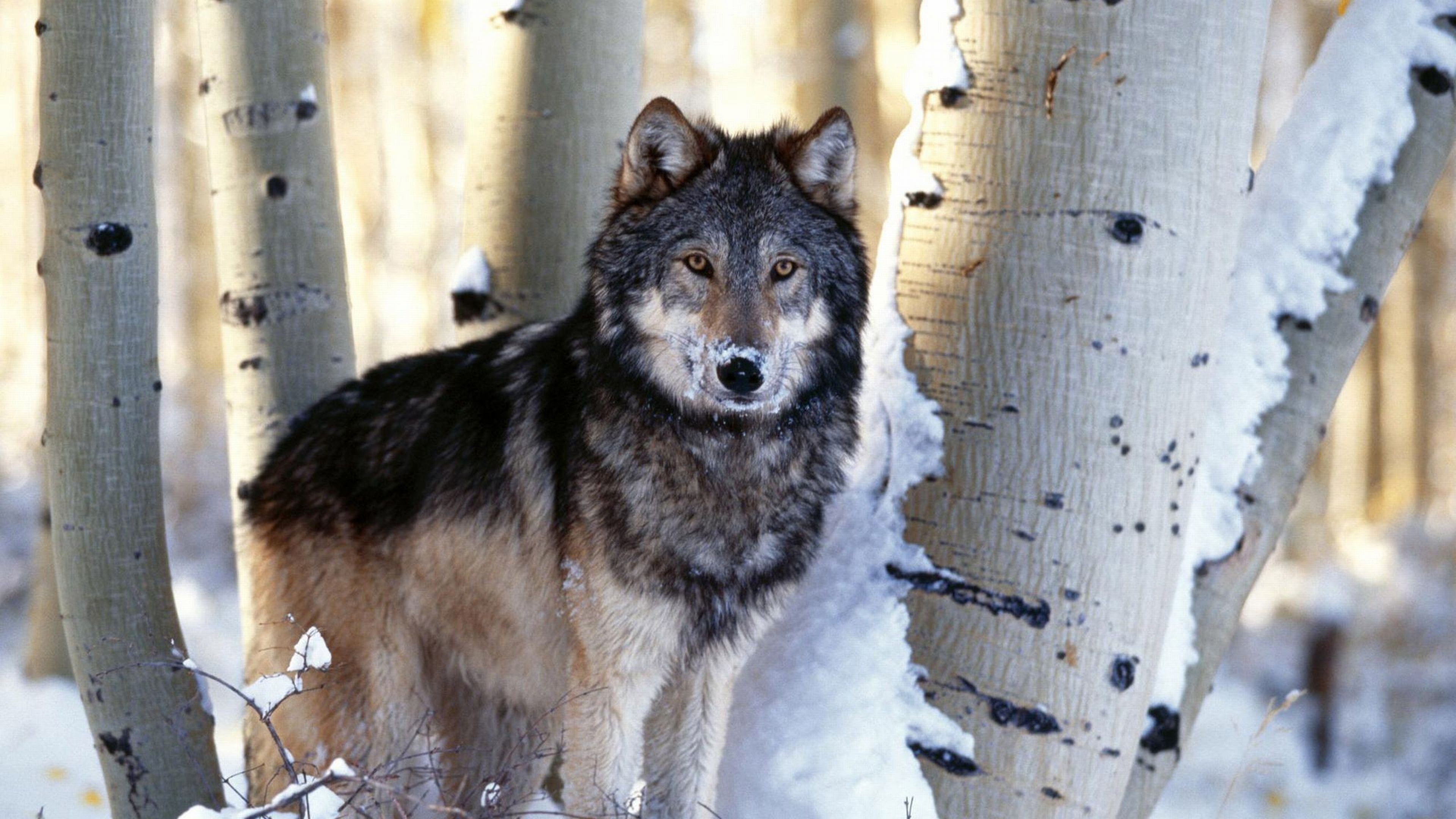Жизнь серого волка. Мегафауновый волк. Сибирский Лесной волк. Таёжный волк. Волк живой.