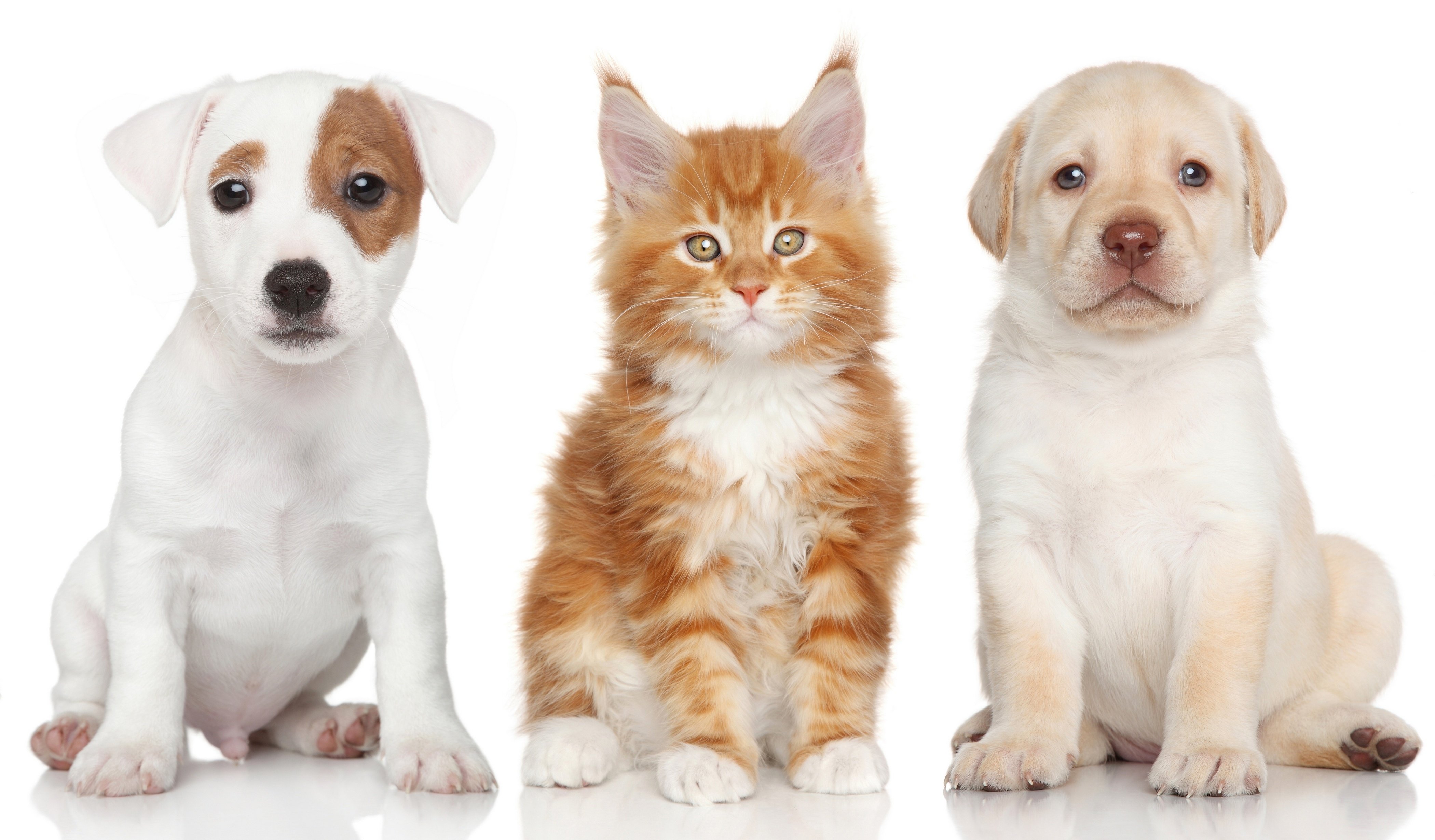 Cat And Dog Wallpapers High Quality | Download Free