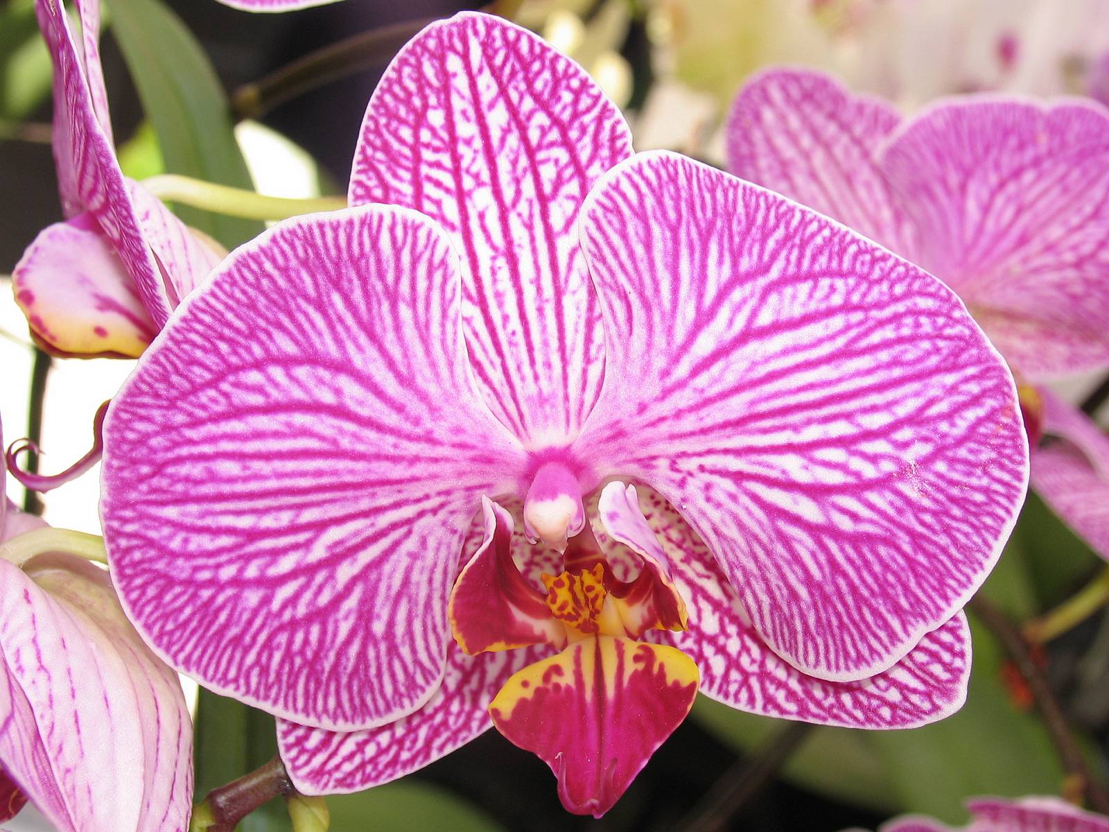 Phalaenopsis Wallpapers High Quality | Download Free