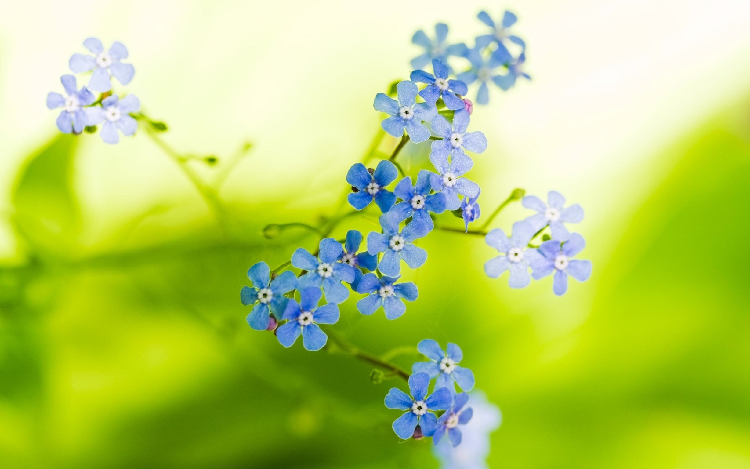 Незабудка одуванчик. Голубые цветы. Цветы незабудки. Мелкие голубые цветы. Цветочки на рабочий стол.
