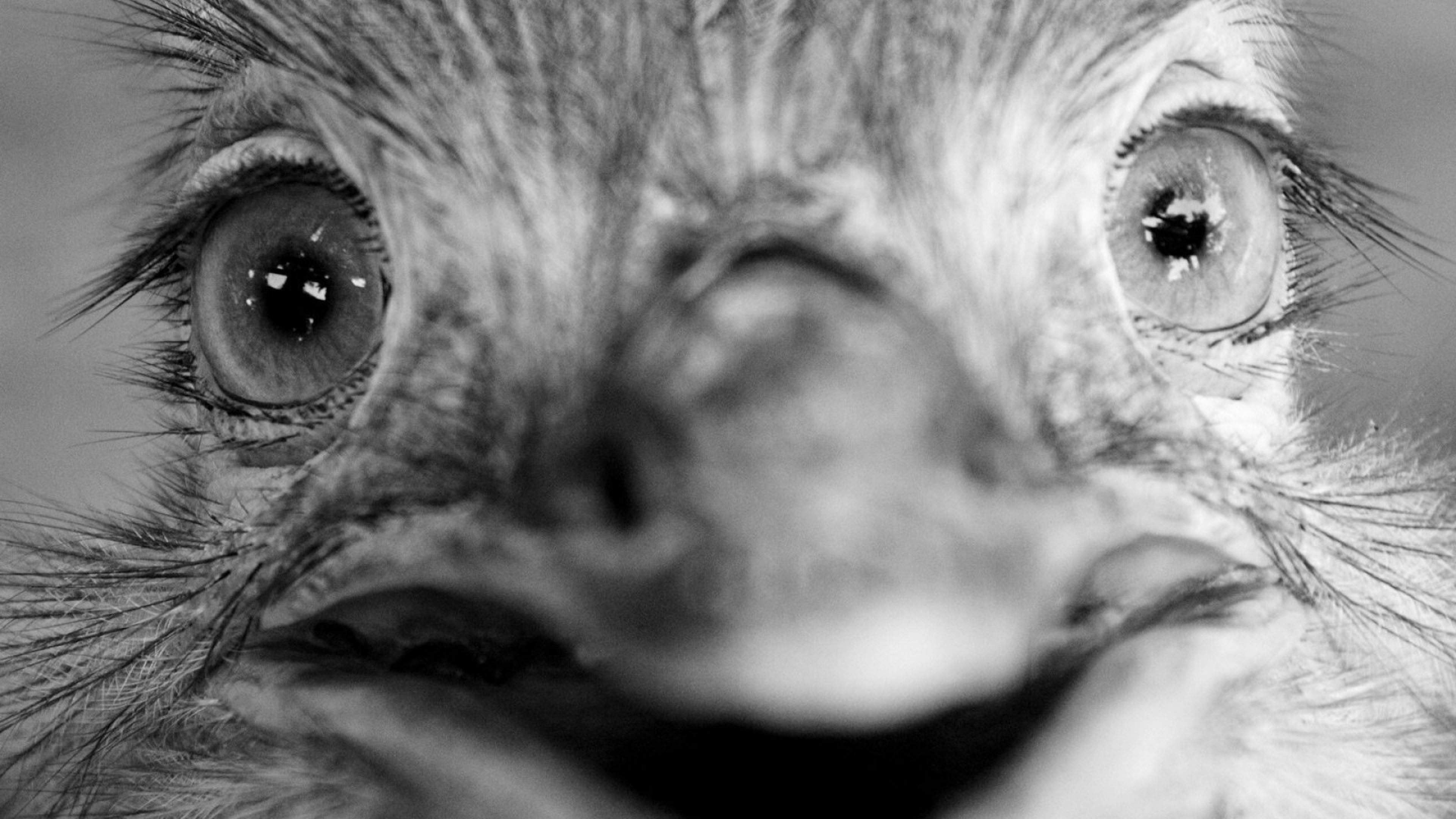 Глаза птенца. Глаза страуса. Удивленный страус. Страус морда. Морда птицы.