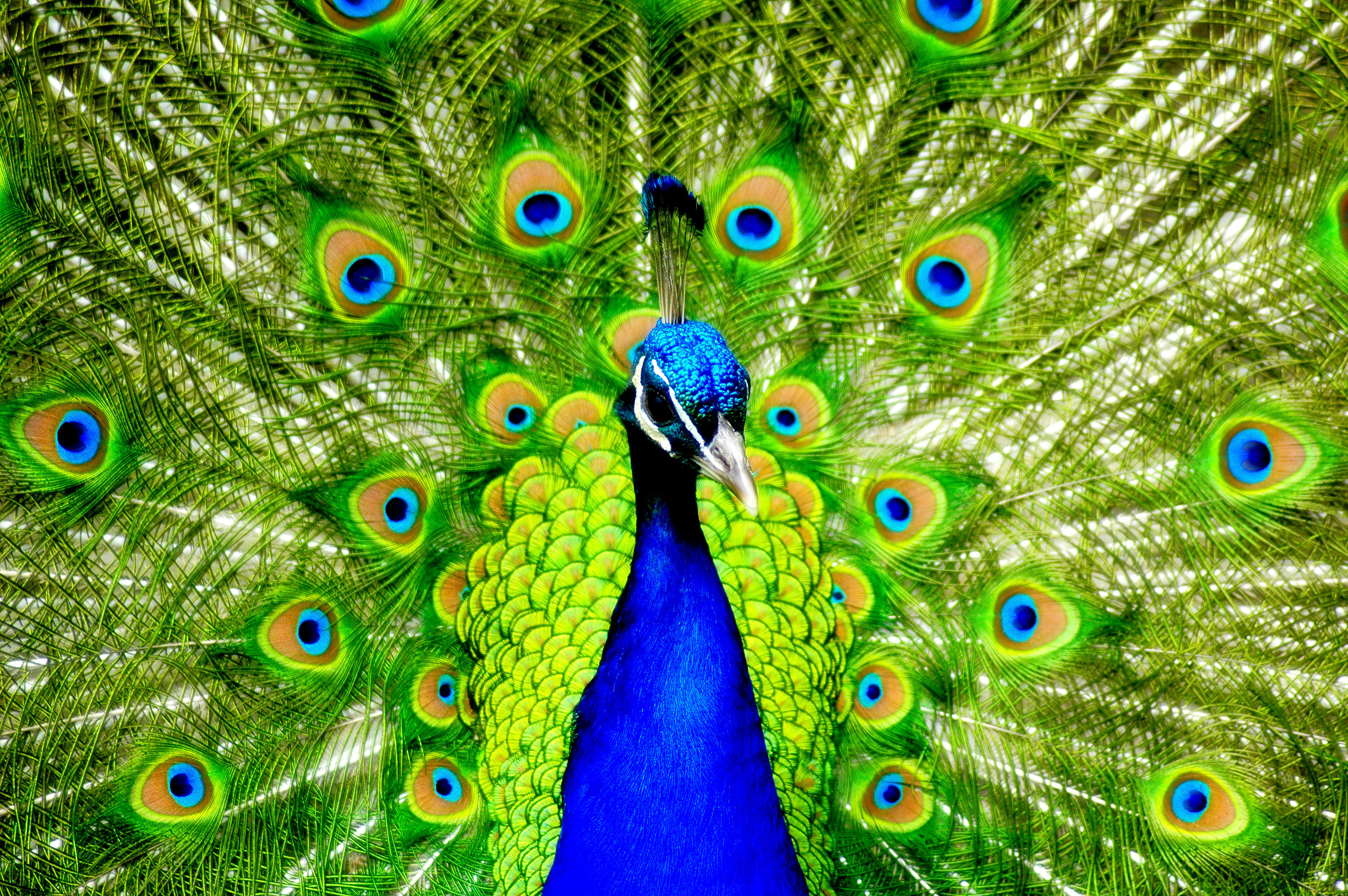 4k Peacock Wallpapers High Quality Download Free