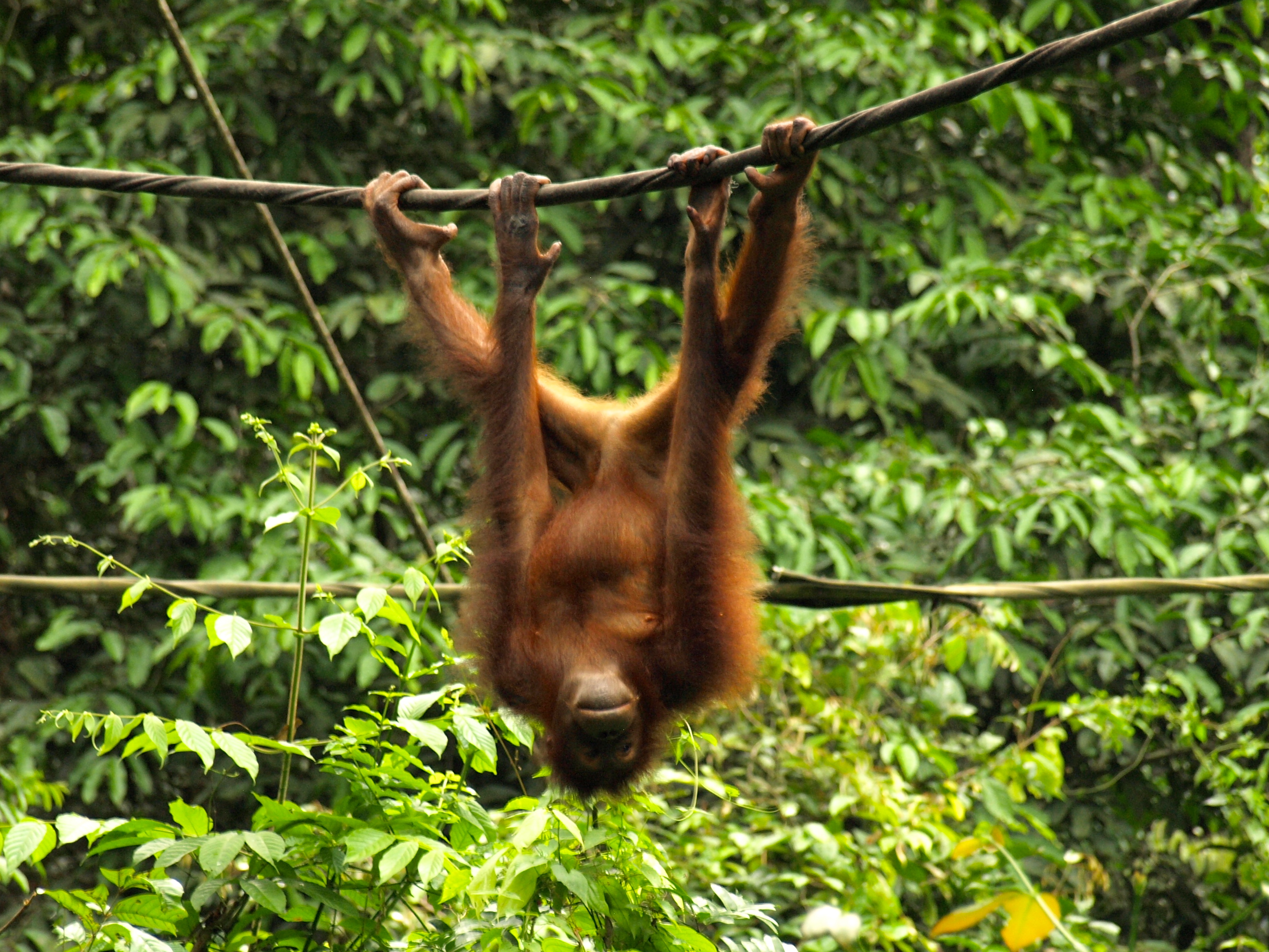 Висеть или весеть. Лапа орангутана. Джунгли Борнео. Орангутанг на дереве. Орангутанг висит.