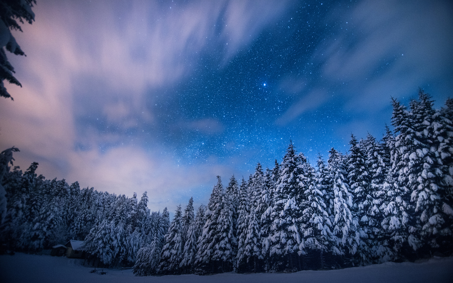 Night Forest Wallpapers High Quality | Download Free