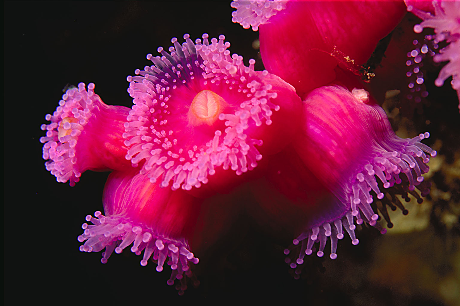 Тибетский морской цветок. Морская актиния. Коралл актиния. Анемон коралл. Цветок актиния красный.