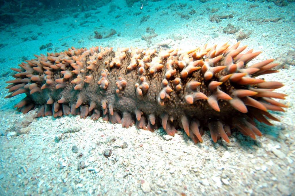 Sea Cucumbers Wallpapers High Quality | Download Free