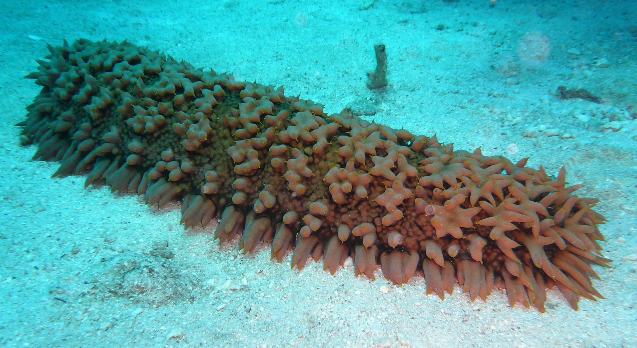 Sea Cucumbers Wallpapers High Quality | Download Free