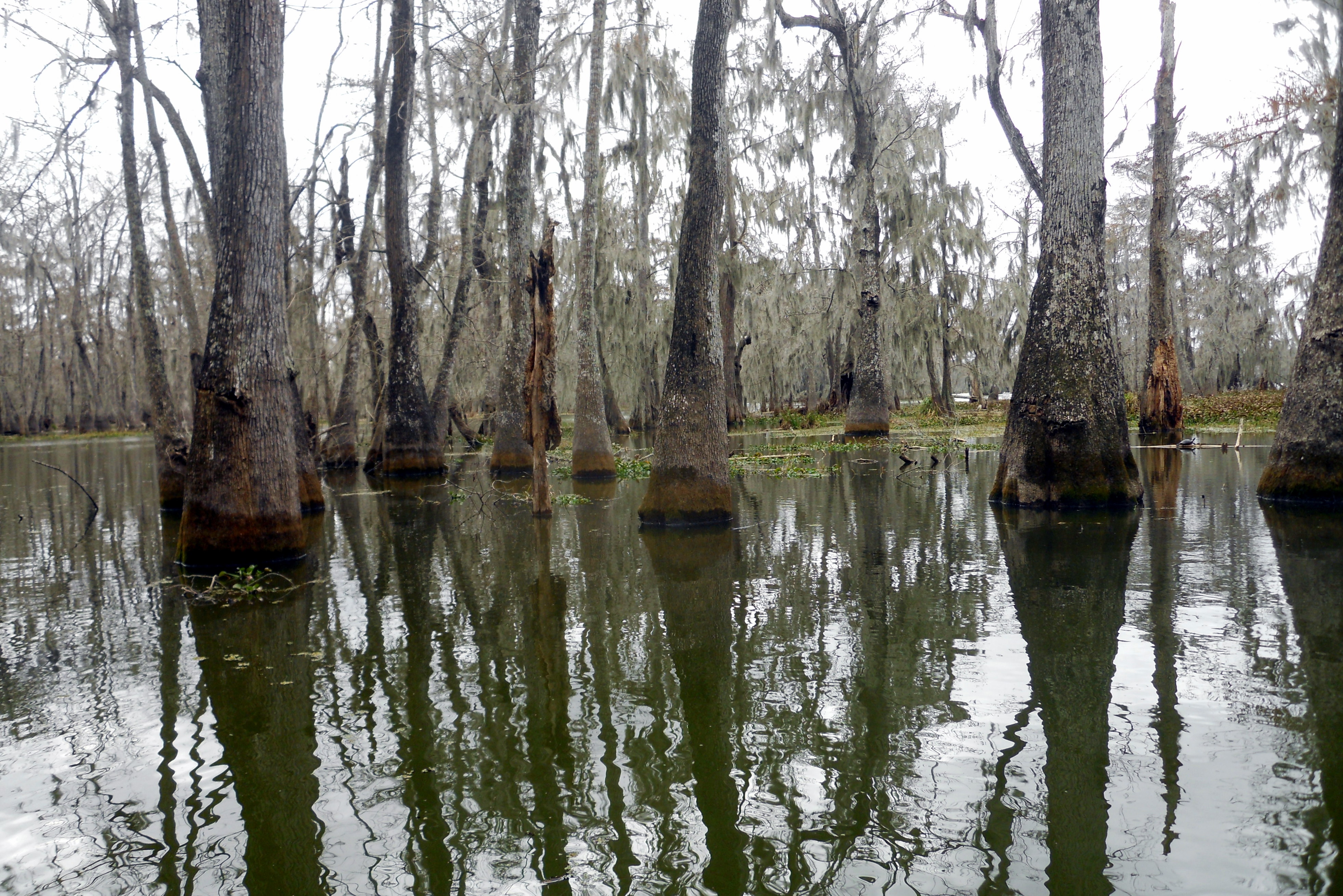 Болото призраков. Озеро Манчак. Манчак в Луизиане. Луизиана болото Манчак. Болота Манчак болота призраков.