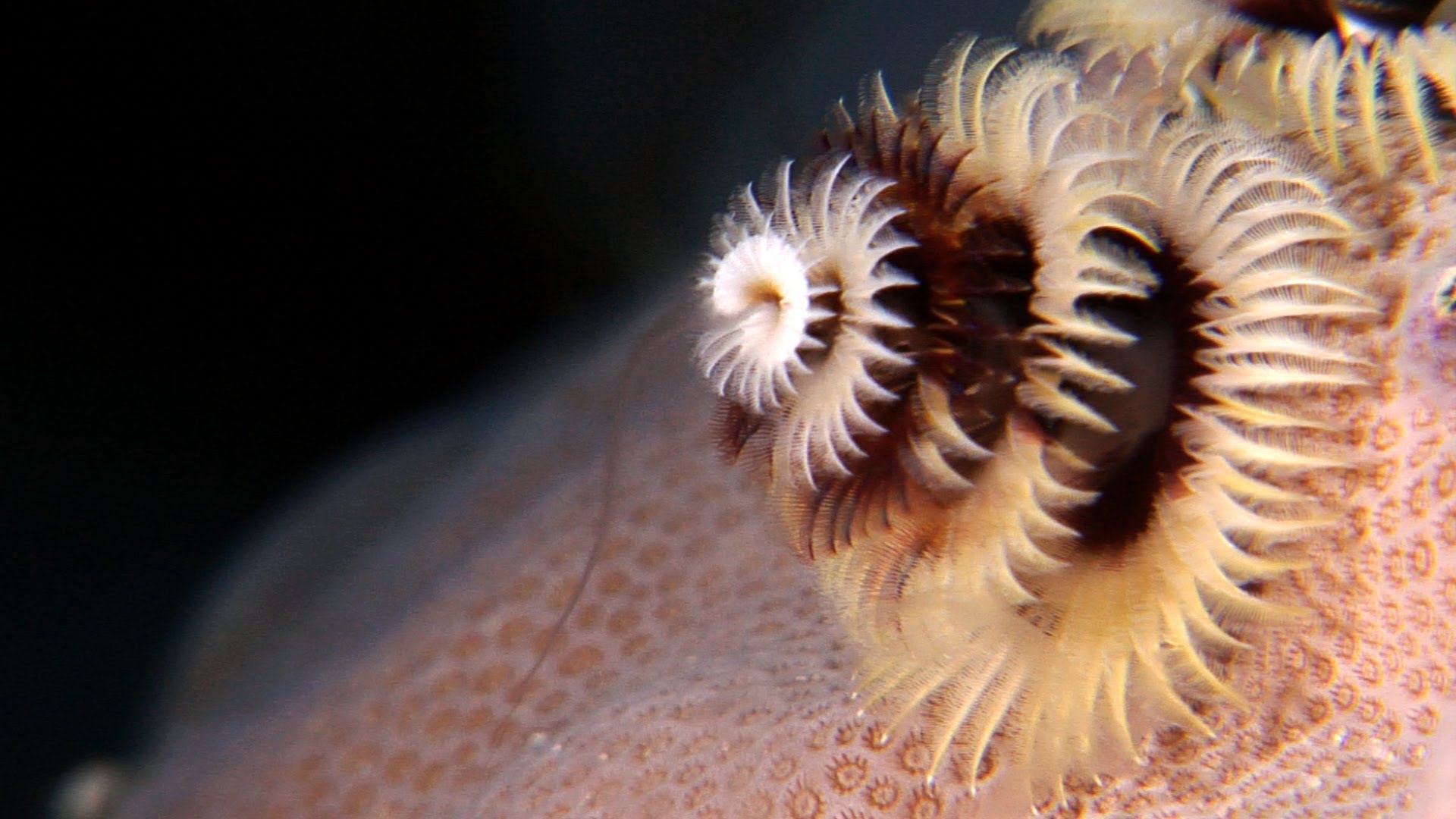 Морской червь размер. Морские многощетинковые черви. Морские многощетинковые кольчатые черви. Черви Серпулиды.