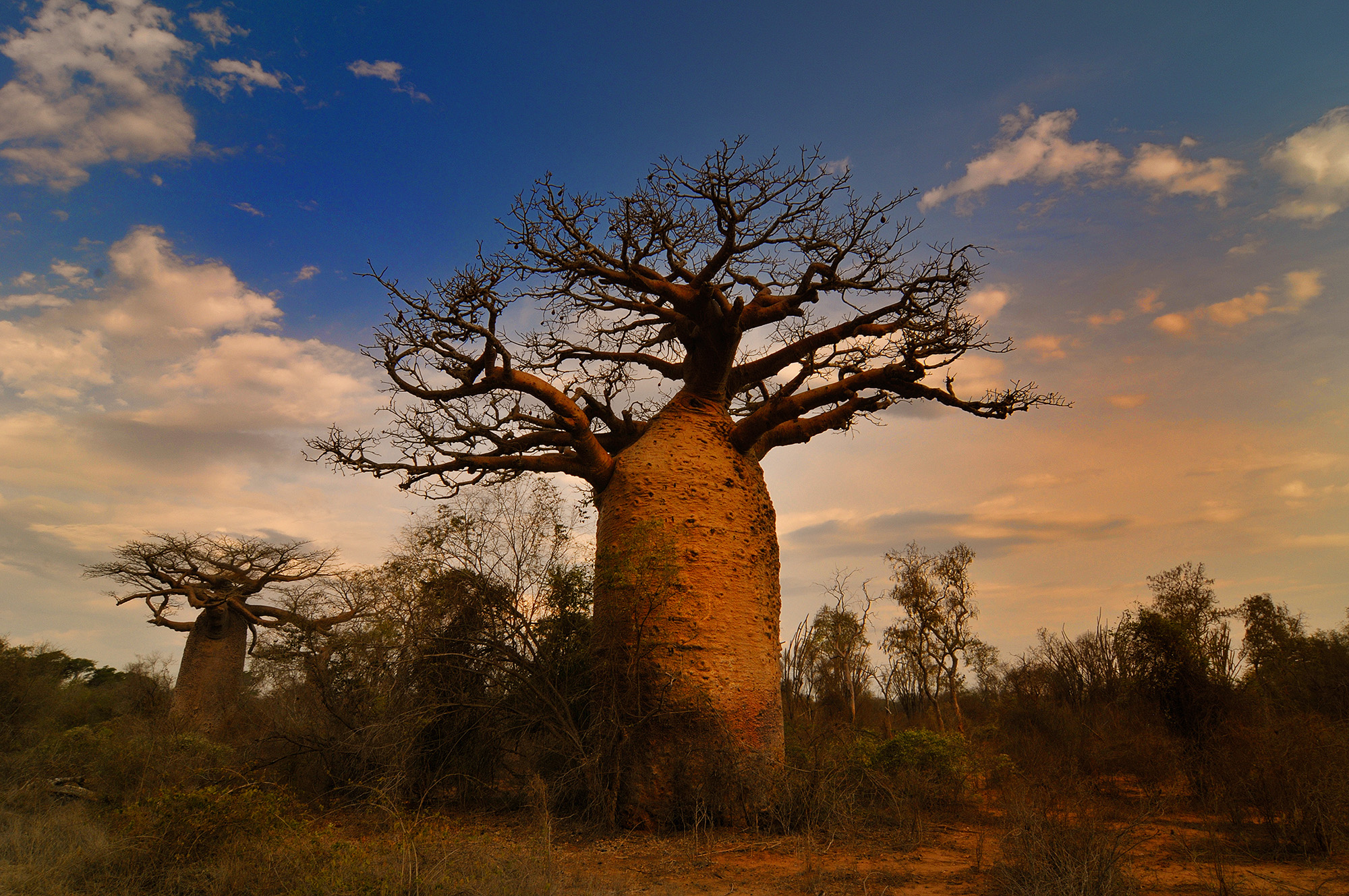 Очень толстой дерево. Африканская Саванна баобаб. Растения Африки баобаб. Африканское дерево баобаб. Баобаб дерево африканских саванн.