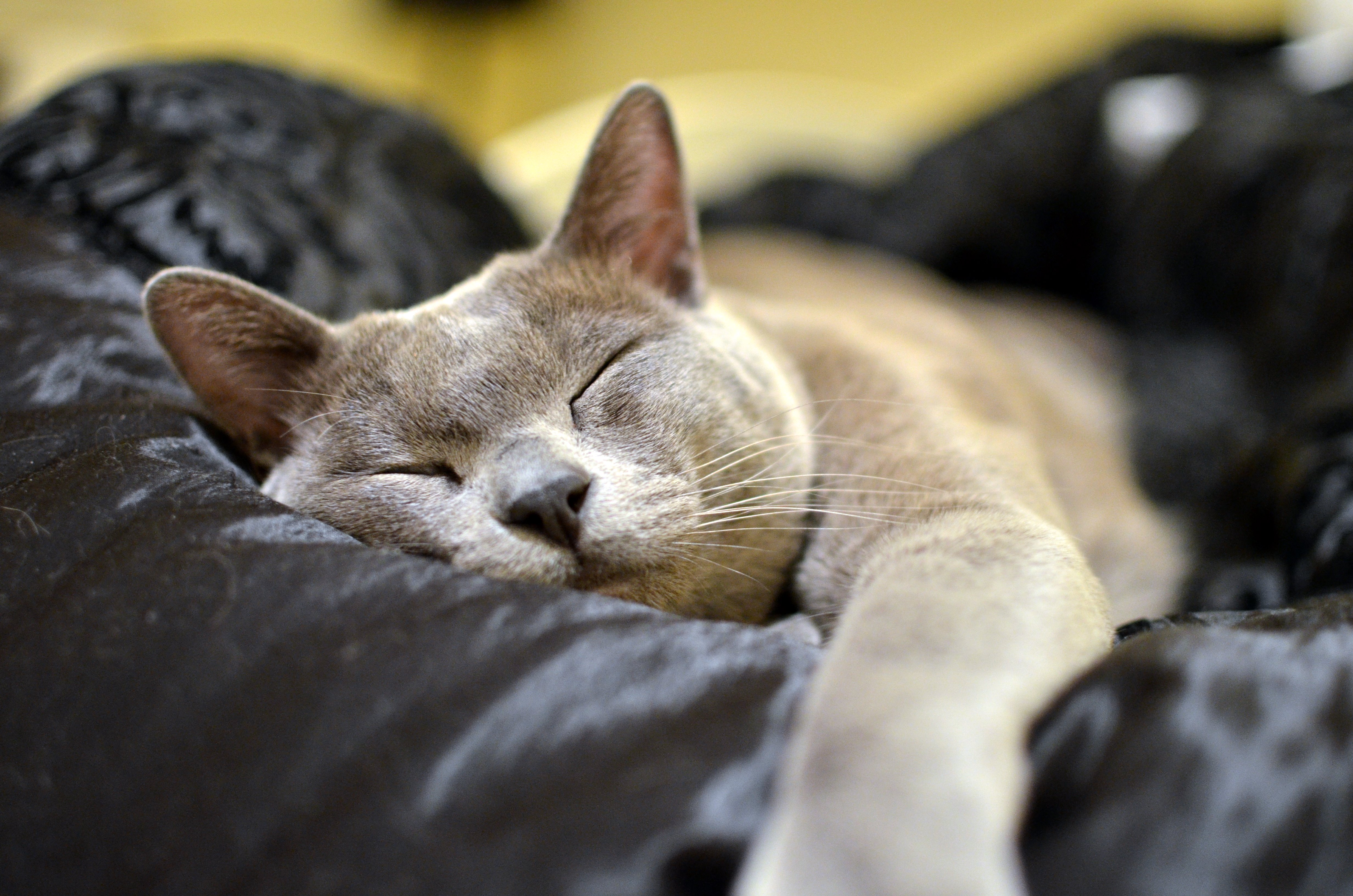 Включи видео cat nap. Бурманская кошка. Спящий кот. Спящие котики.