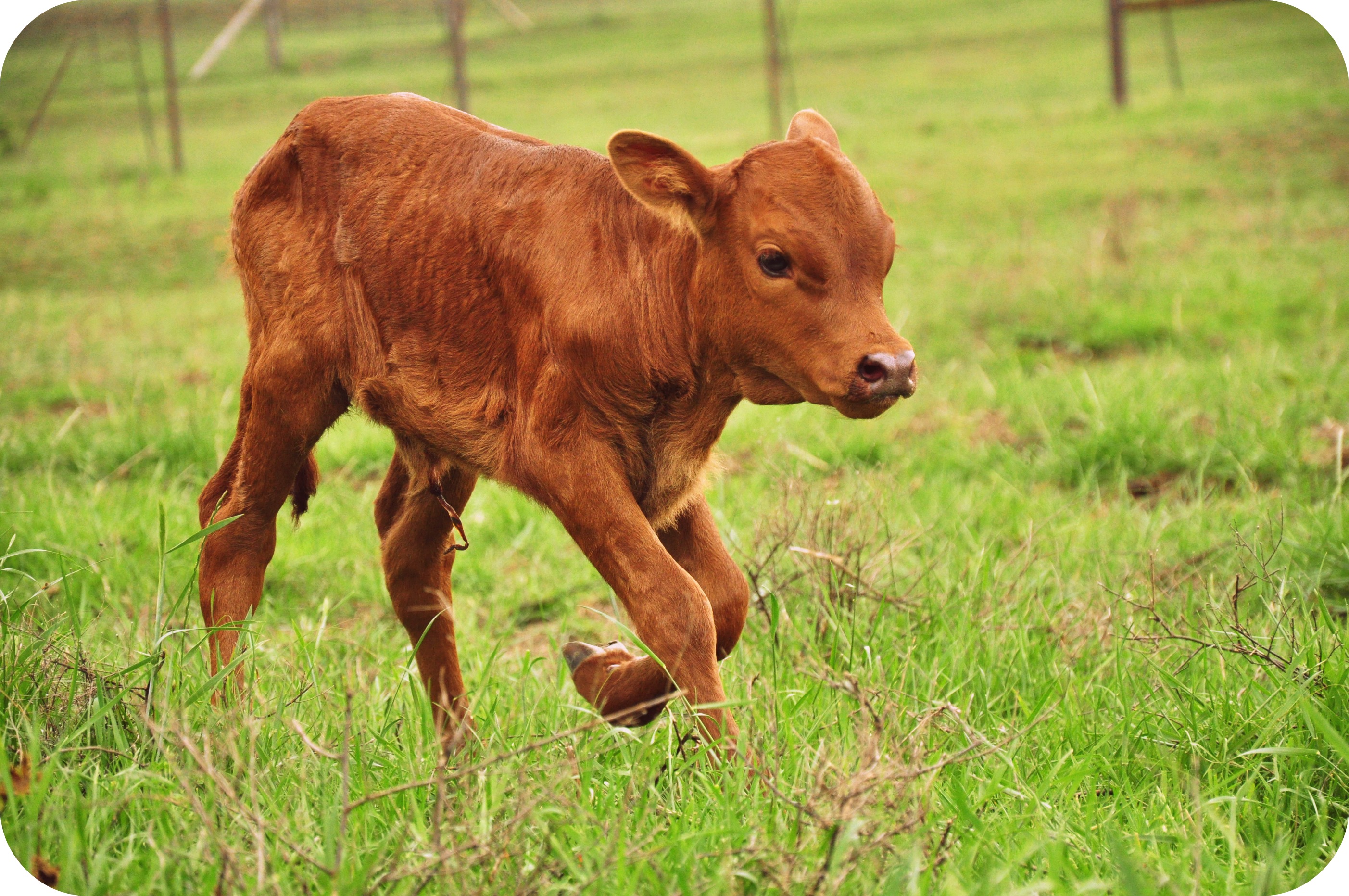 Calf Wallpapers High Quality  Download Free