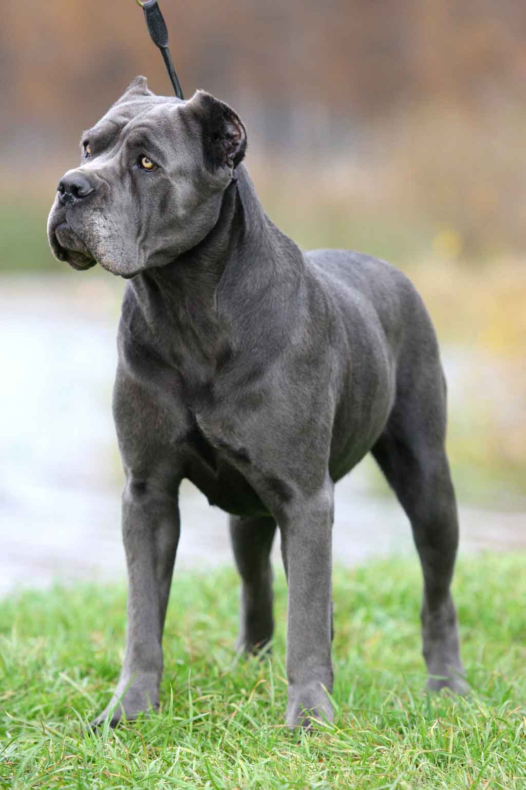 Cane Corso Wallpapers High Quality | Download Free