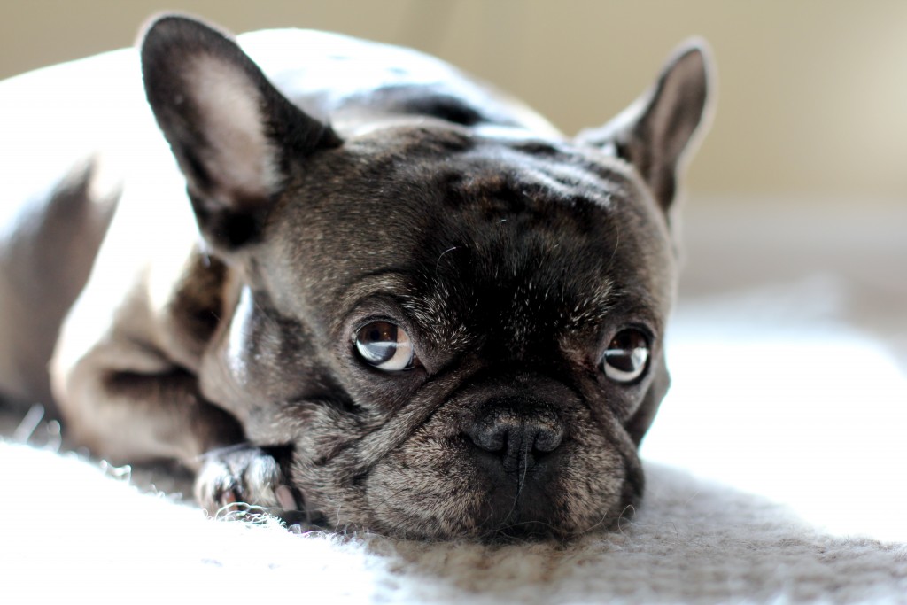 French Bulldog Wallpapers High Quality | Download Free