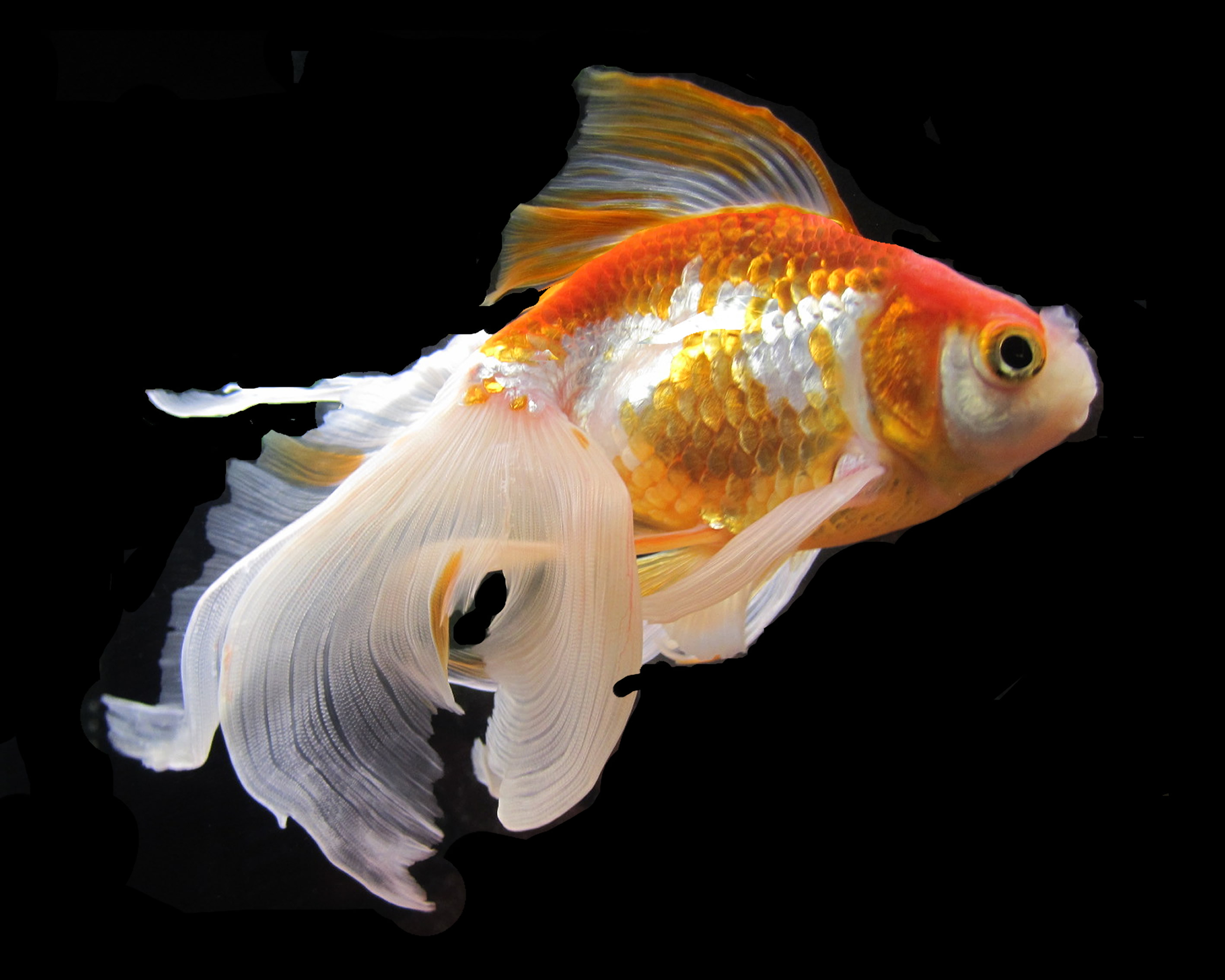 Golden Fish Wallpapers High Quality | Download Free