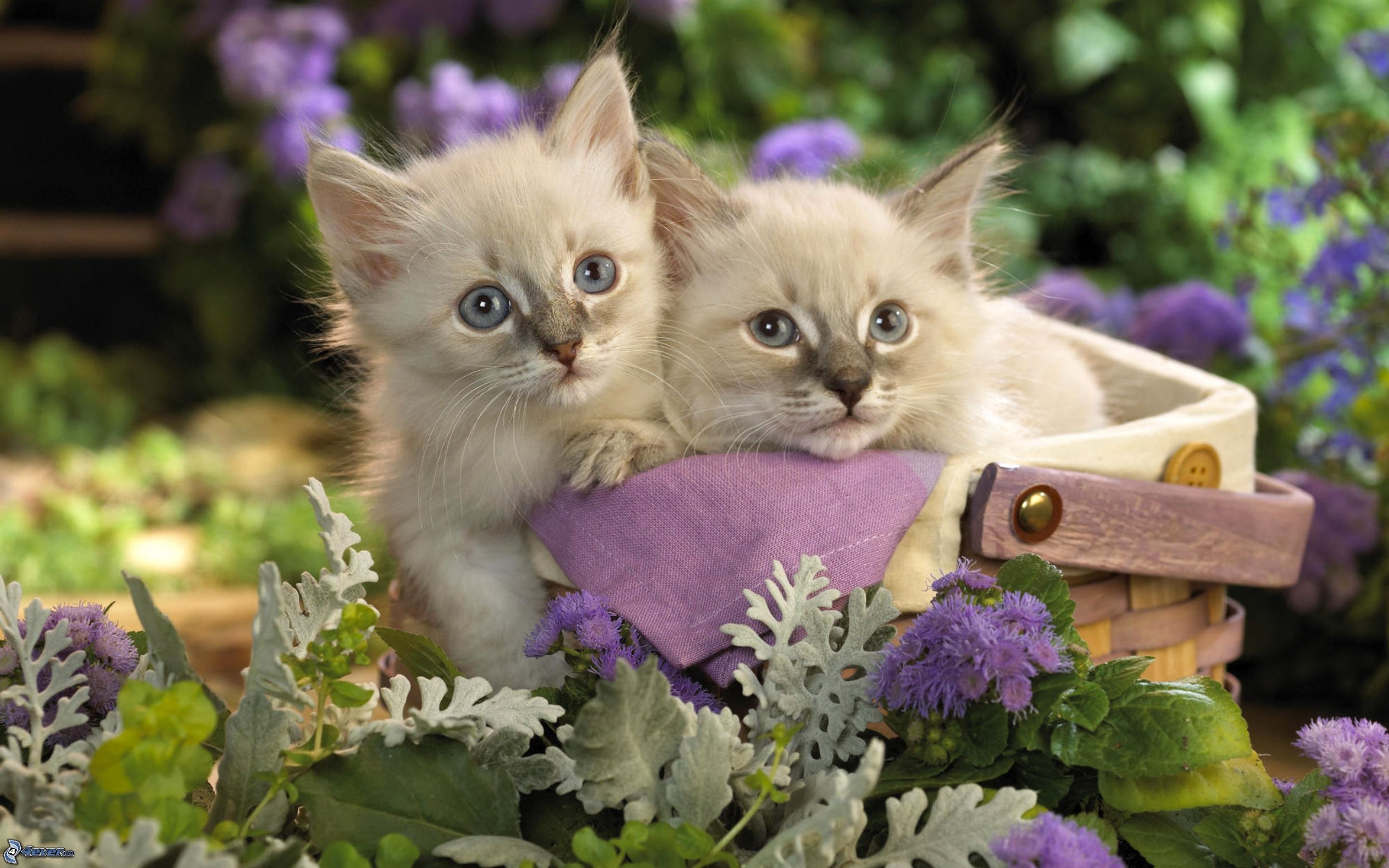 Бесплатные картинки. Красивые котята. Красивые котята в цветах. Красивые котятки. Картинки на рабочий стол котята.