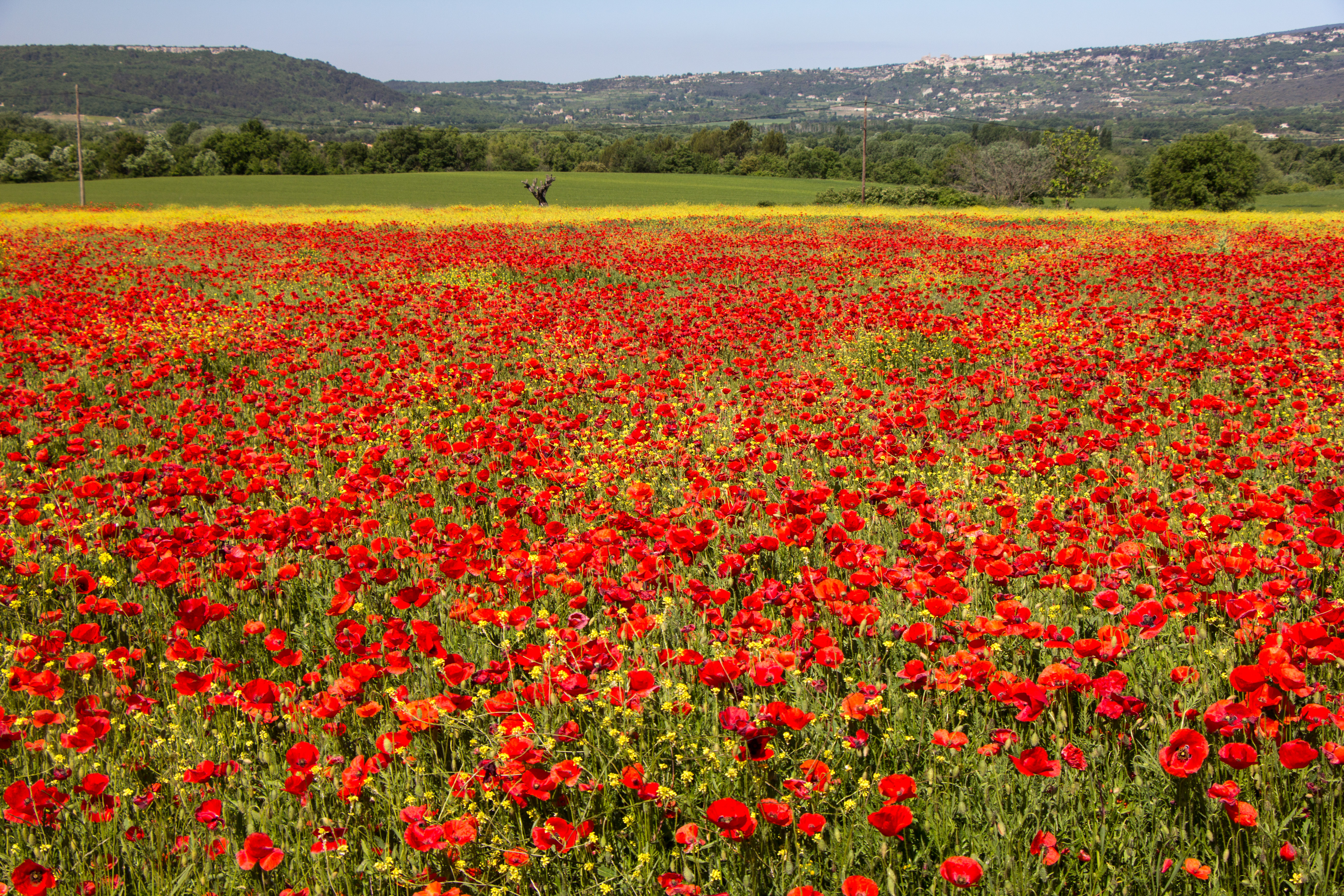 Poppy Fields Wallpapers High Quality | Download Free