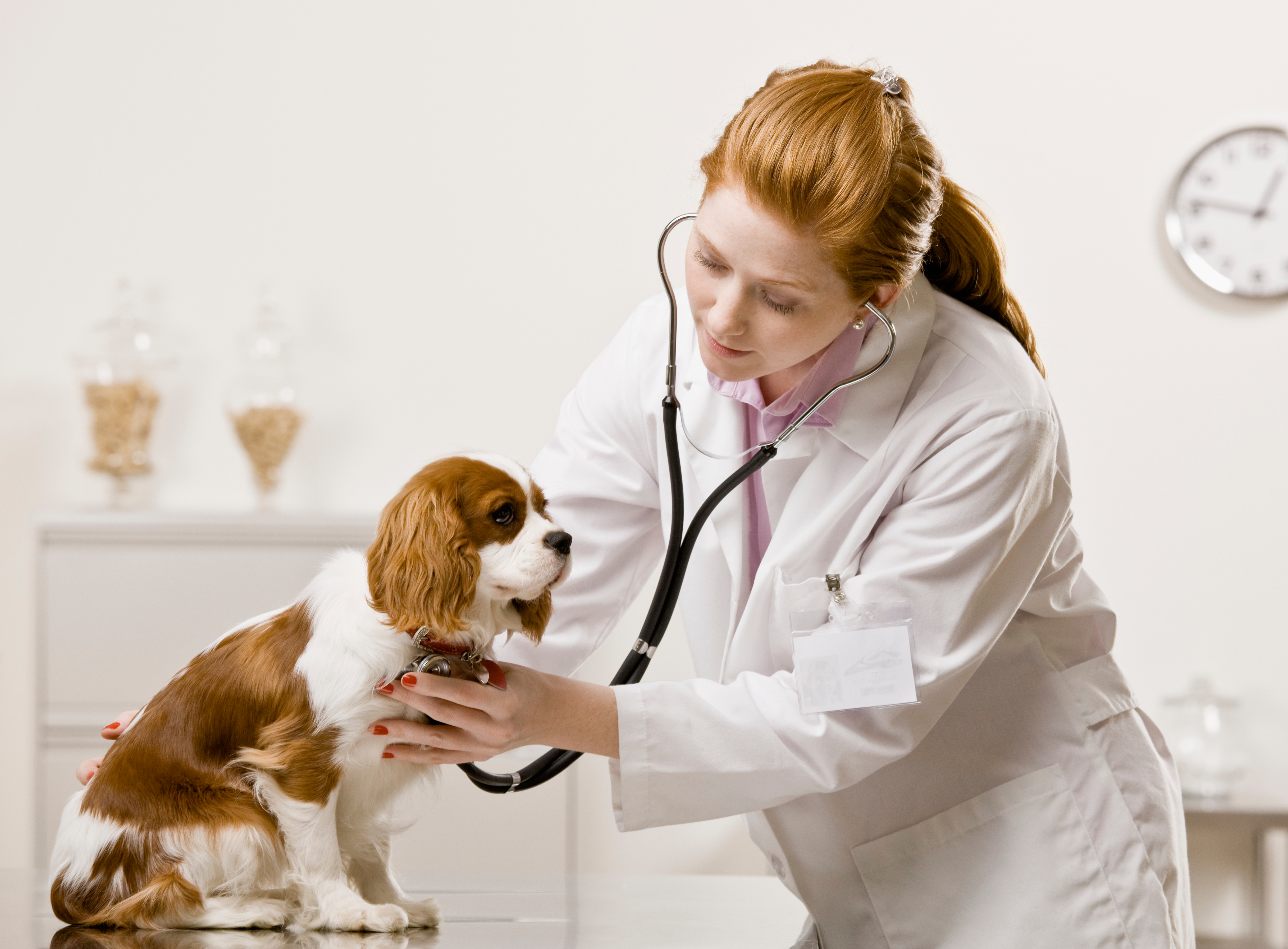 Обследование собак. Ветеринар. Терапия животных. Собака врач. Ветеринар с собакой.
