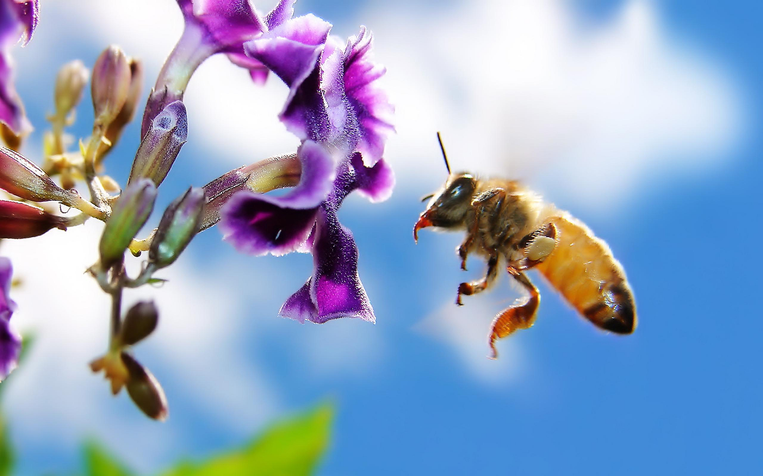 Опылители войлочная опылитель. Медоносная пчела. Пчелы медоносные насекомые. Пчела на цветке. Пчелки на цветах.