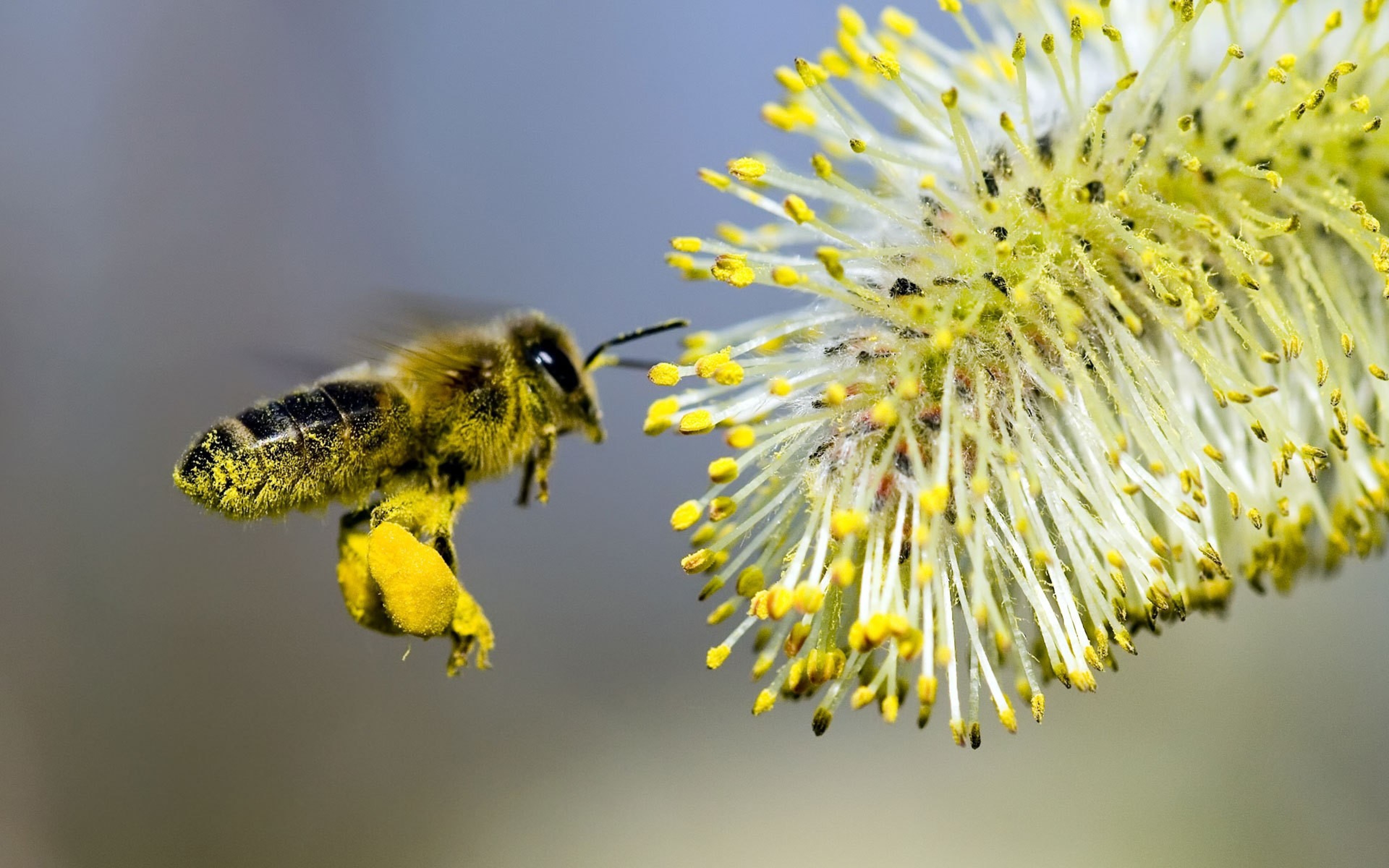Пыльца растений образуется в. Пчелиная пыльца (Bee pollen). Пыльца опыление. Пчела с пыльцой. Пчелы пыльца опыление.