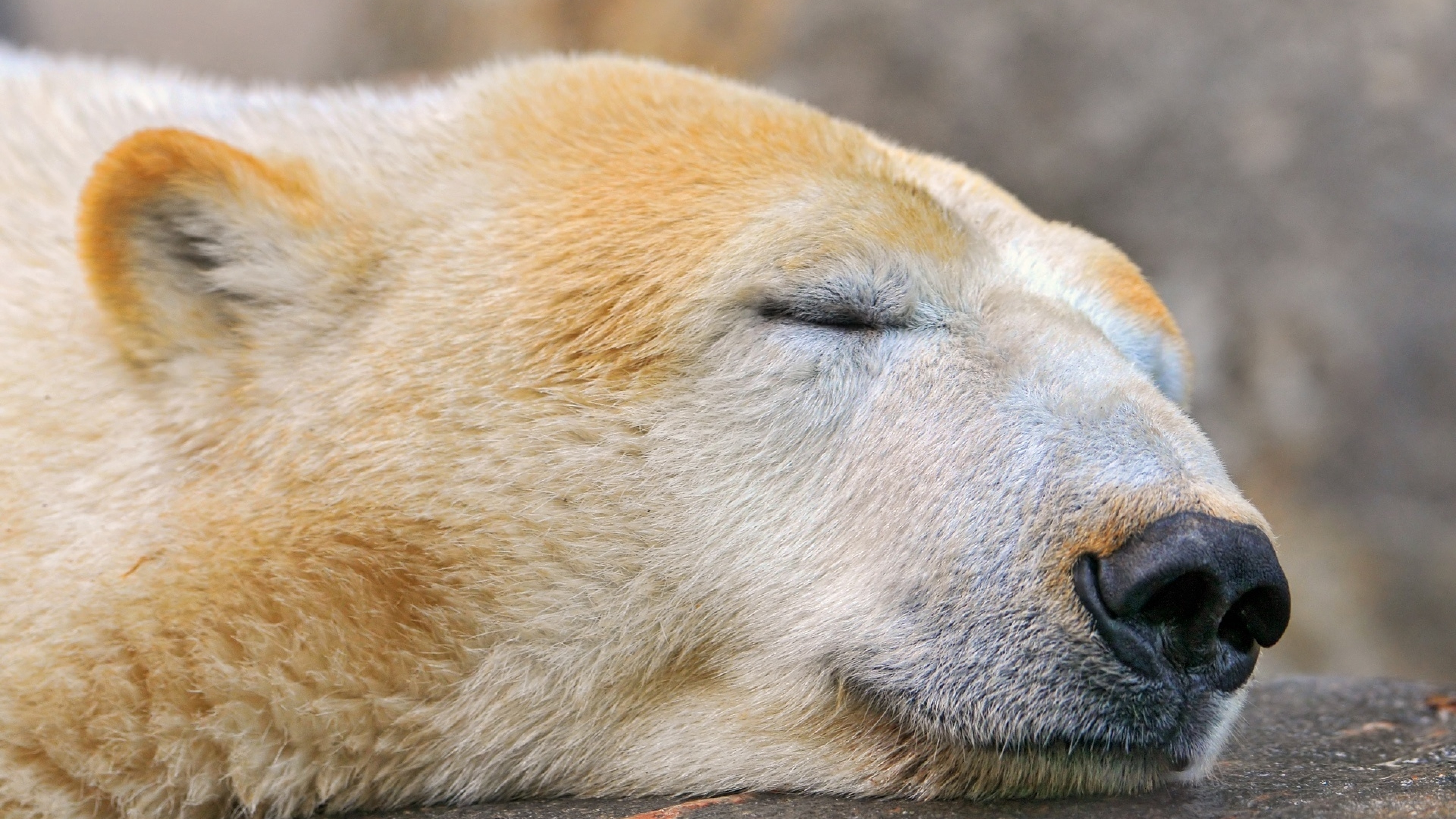 Какой нос у медведя. Морда медведя. Белый медведь морда. Спящий медведь. Нос медведя.