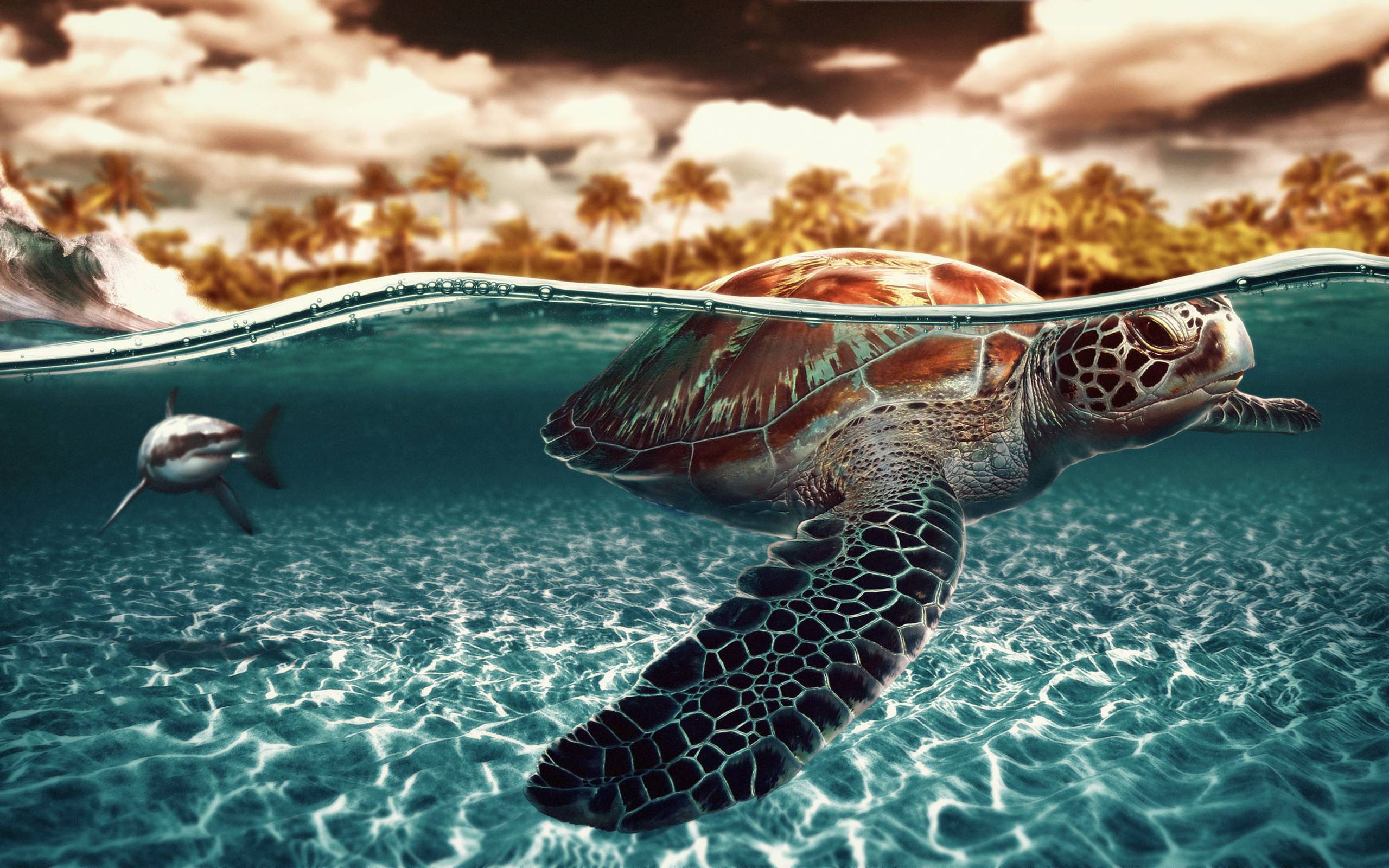 Turtle x. Морская черепаха. Водная тематика. Картинки на рабочий стол. Черепаха под водой.