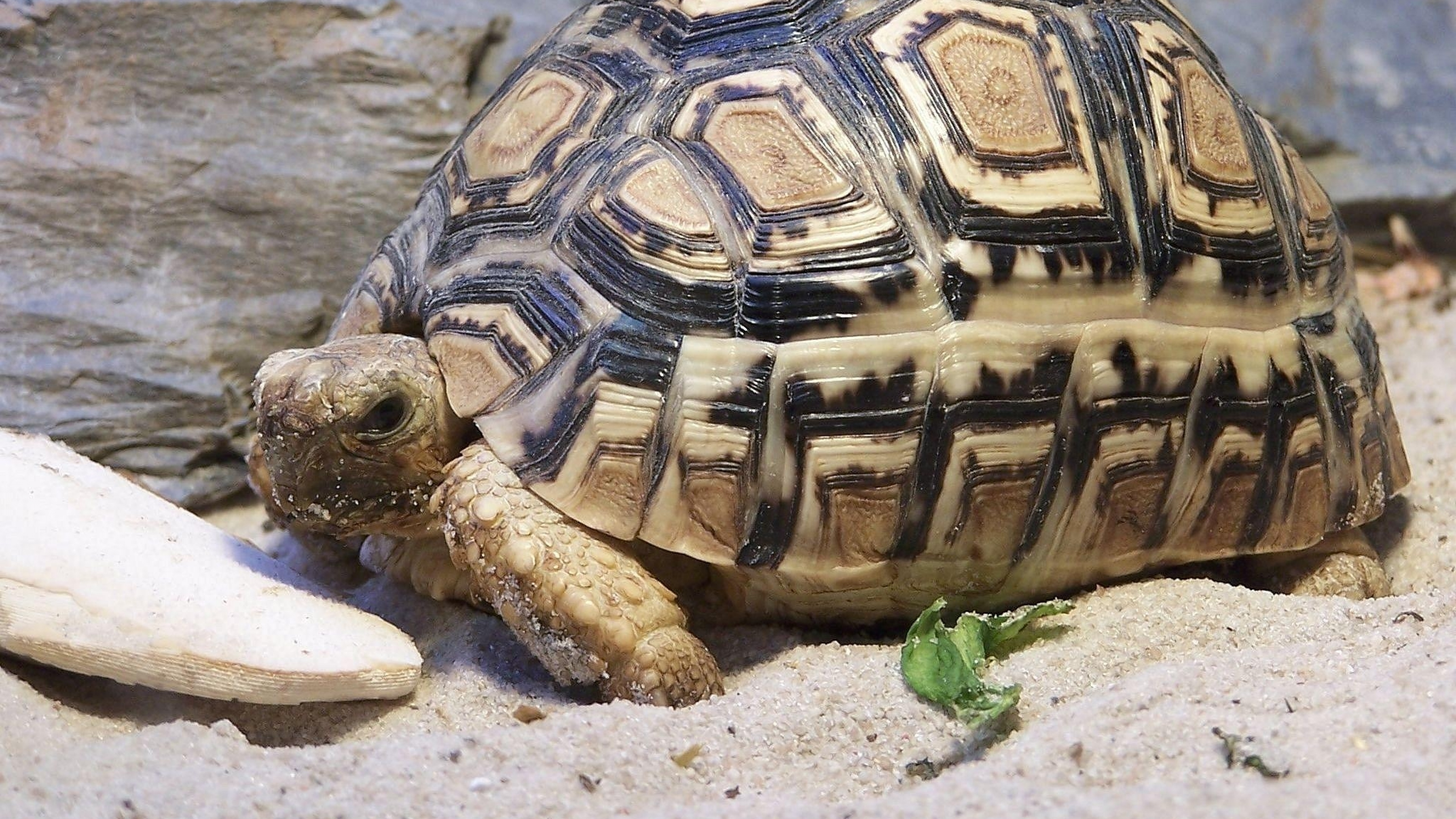 Turtle shell. Пантеровая леопардовая черепаха. Капская крапчатая черепаха. Сухопутная черепаха пантеровая. Большая сухопутная черепаха.