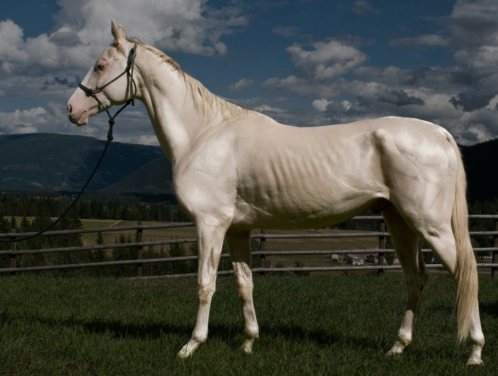 Мир лошадка. Ганноверская Изабелловая лошадь. Ахалтекинский фриз. Саррайа лошадь породы. Изабелловый фриз.