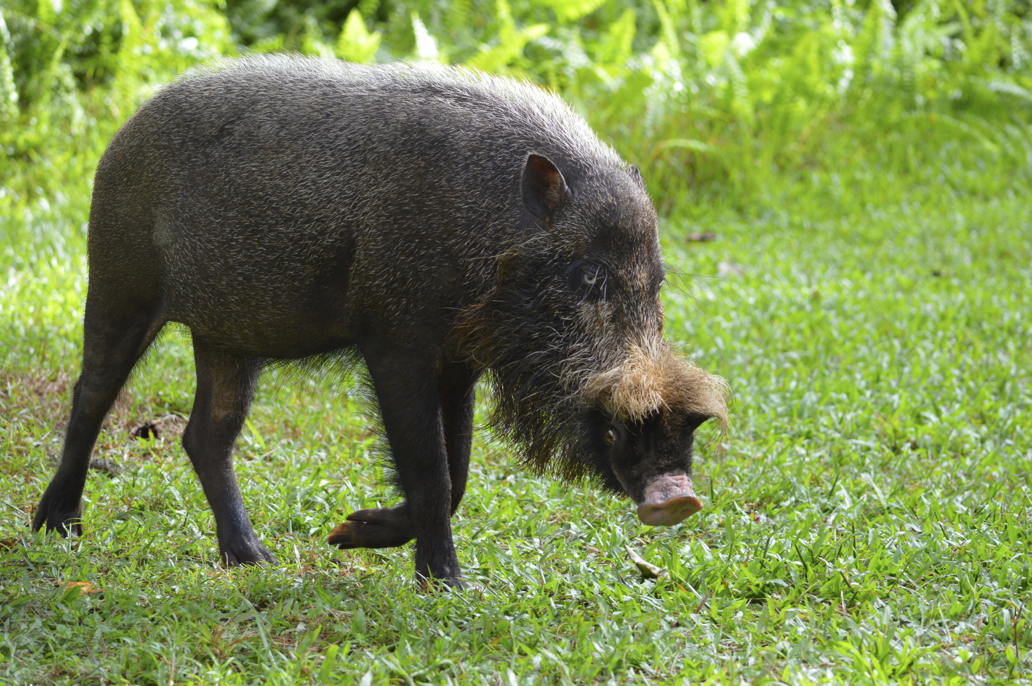 Свинка википедия. Бородатая свинья Борнео. Борнейская бородатая свинья. Бородатая свинья с острова Барнео. Свинья с острова Борнео.