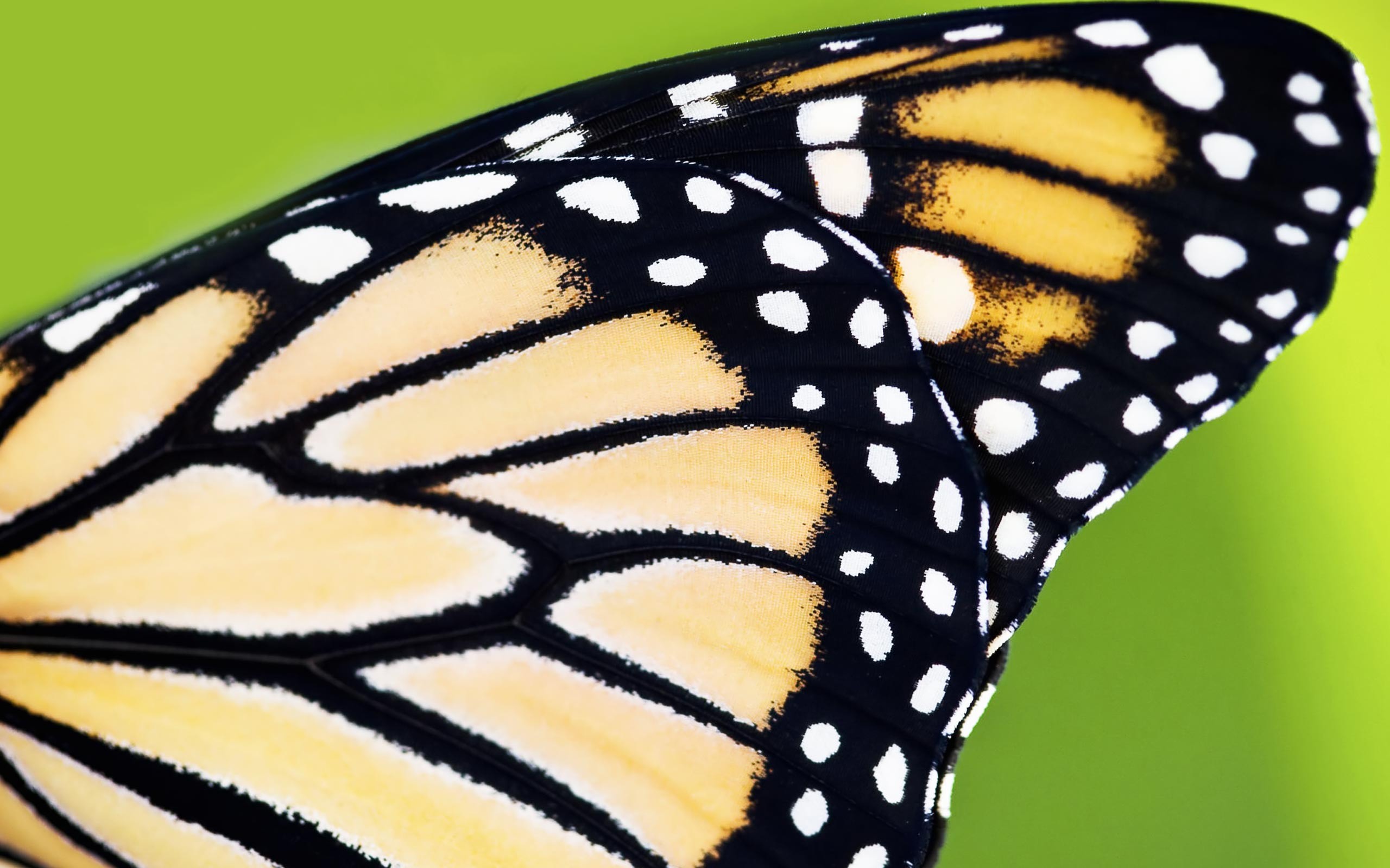 Сложенные крылья бабочки. Крылья бабочки монарха. Бабочка макро. Крыло бабочки макро. Бабочки расцветка крыльев.