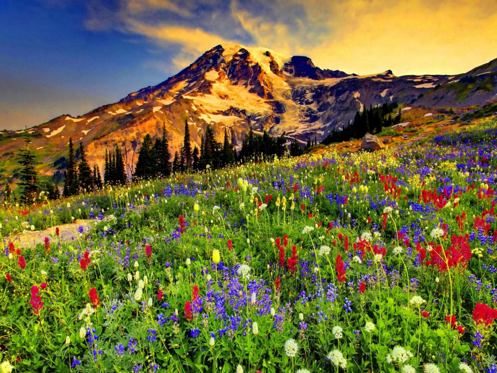 Flowers In The Mountains Wallpapers High Quality | Download Free