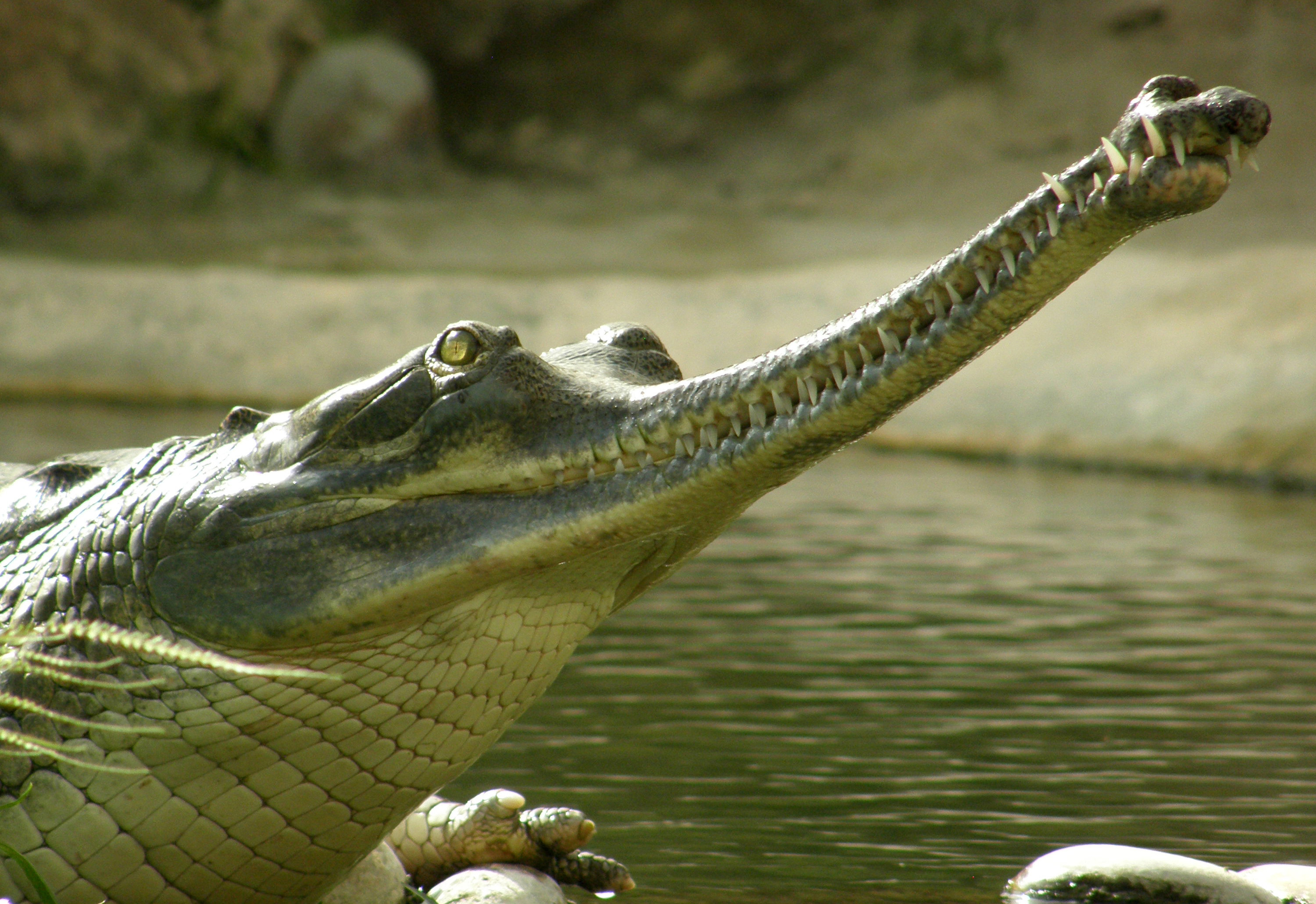 Крокодил это пресмыкающееся животное. Гангский гавиал. Гангский гавиал крокодилы. Крокодил Аллигатор гавиал. Гавиал альбинос.