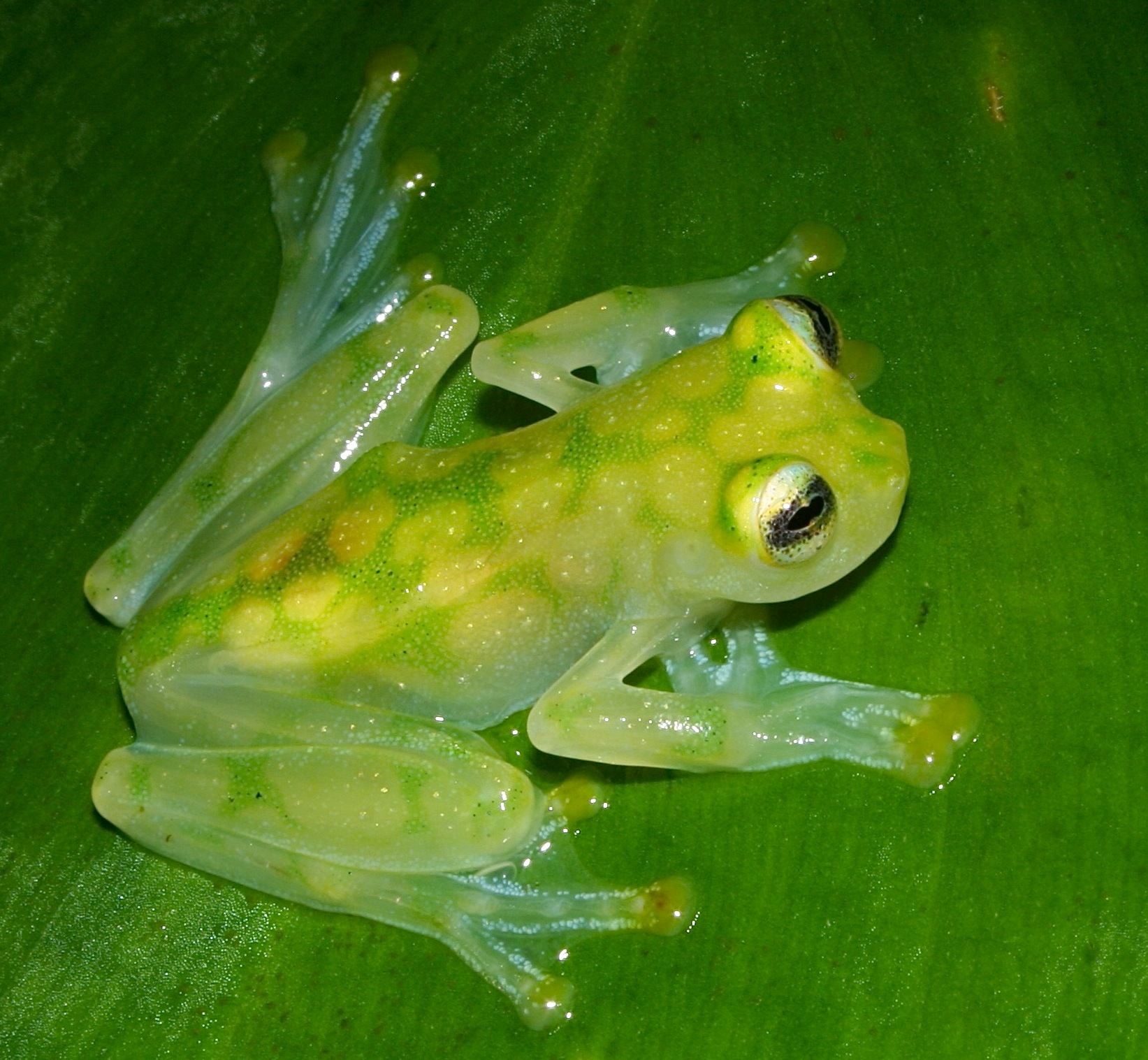 Летающие земноводные. Озёрная лягушка Rana ridibunda. Шпорцевая квакша. Жемчужная квакша. Стеклянная лягушка (Glass Frog).