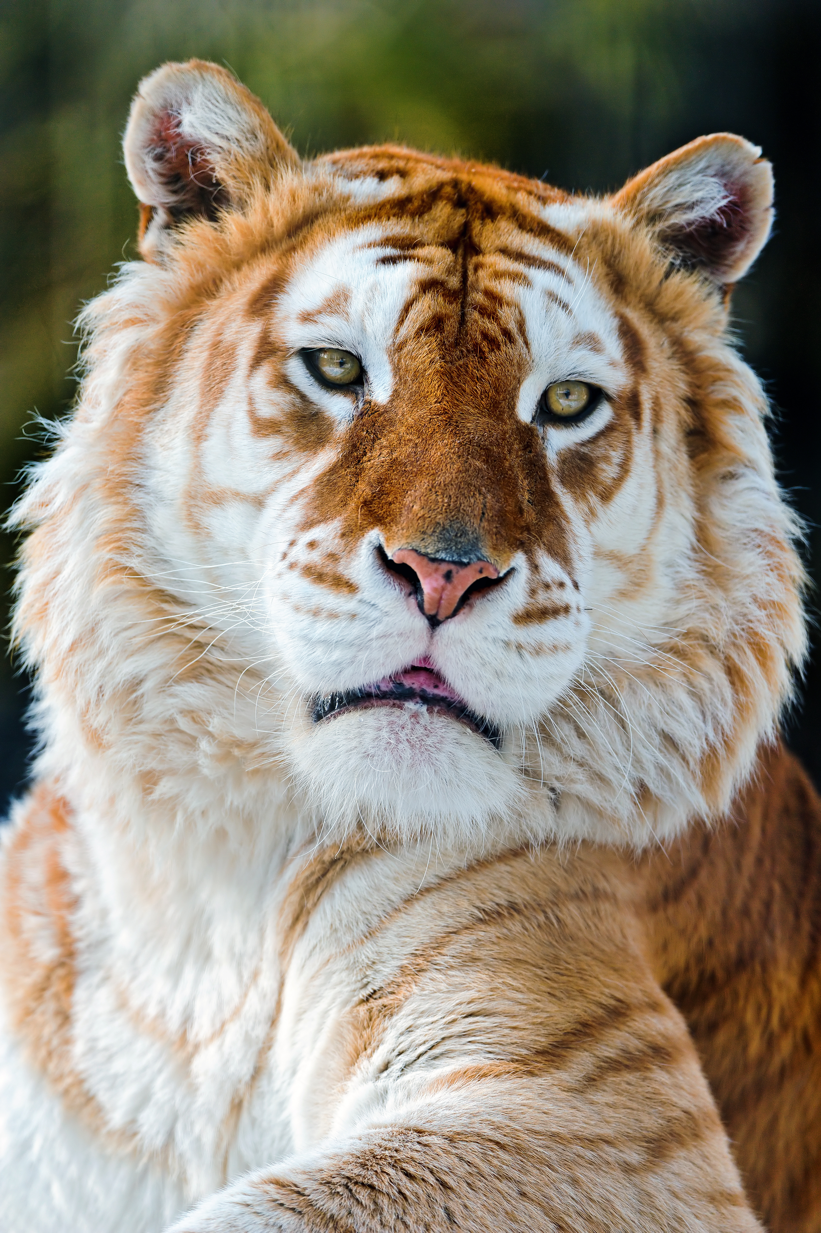 Самые красивые звери. Золотой тигр альбинос. Золотой бенгальский тигр. Лигр Гита. Золотой тигр тигр.
