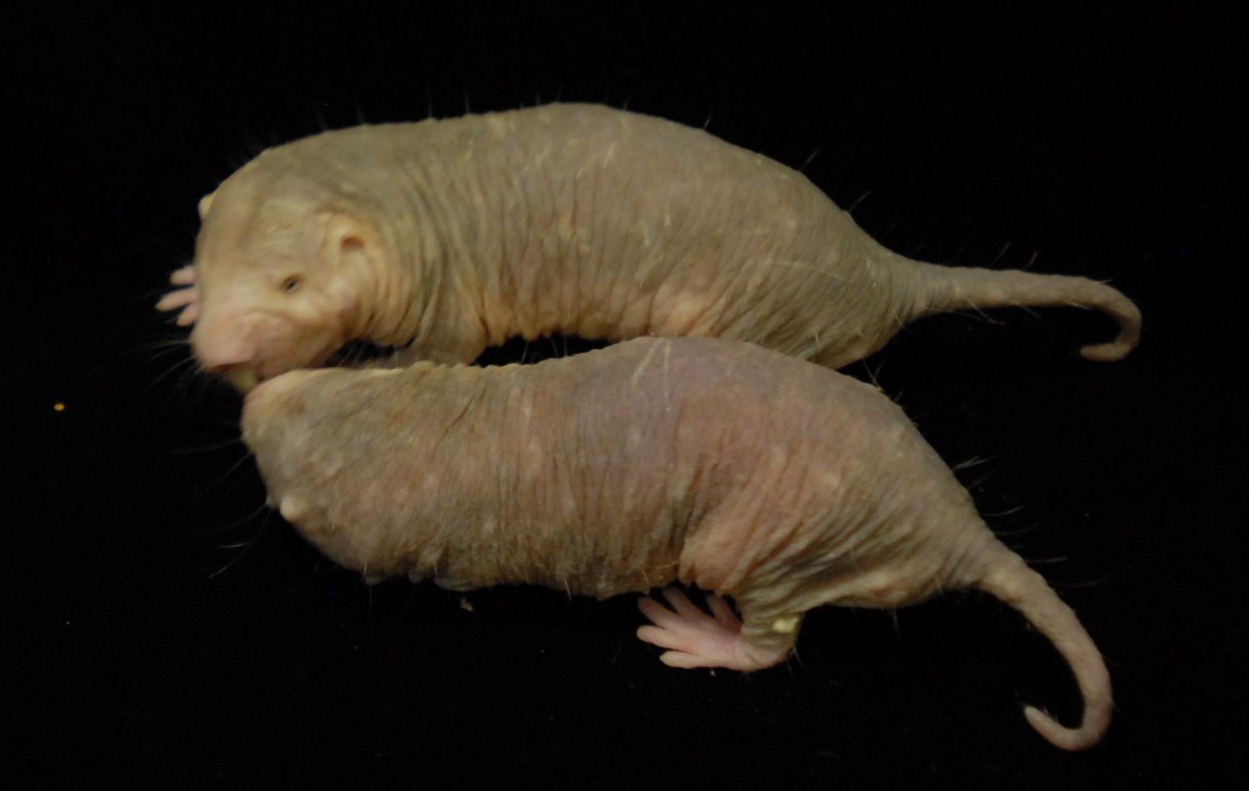 To Deal With Their Miserable Lives, Naked Mole Rats Have Evolved To Feel No Pain