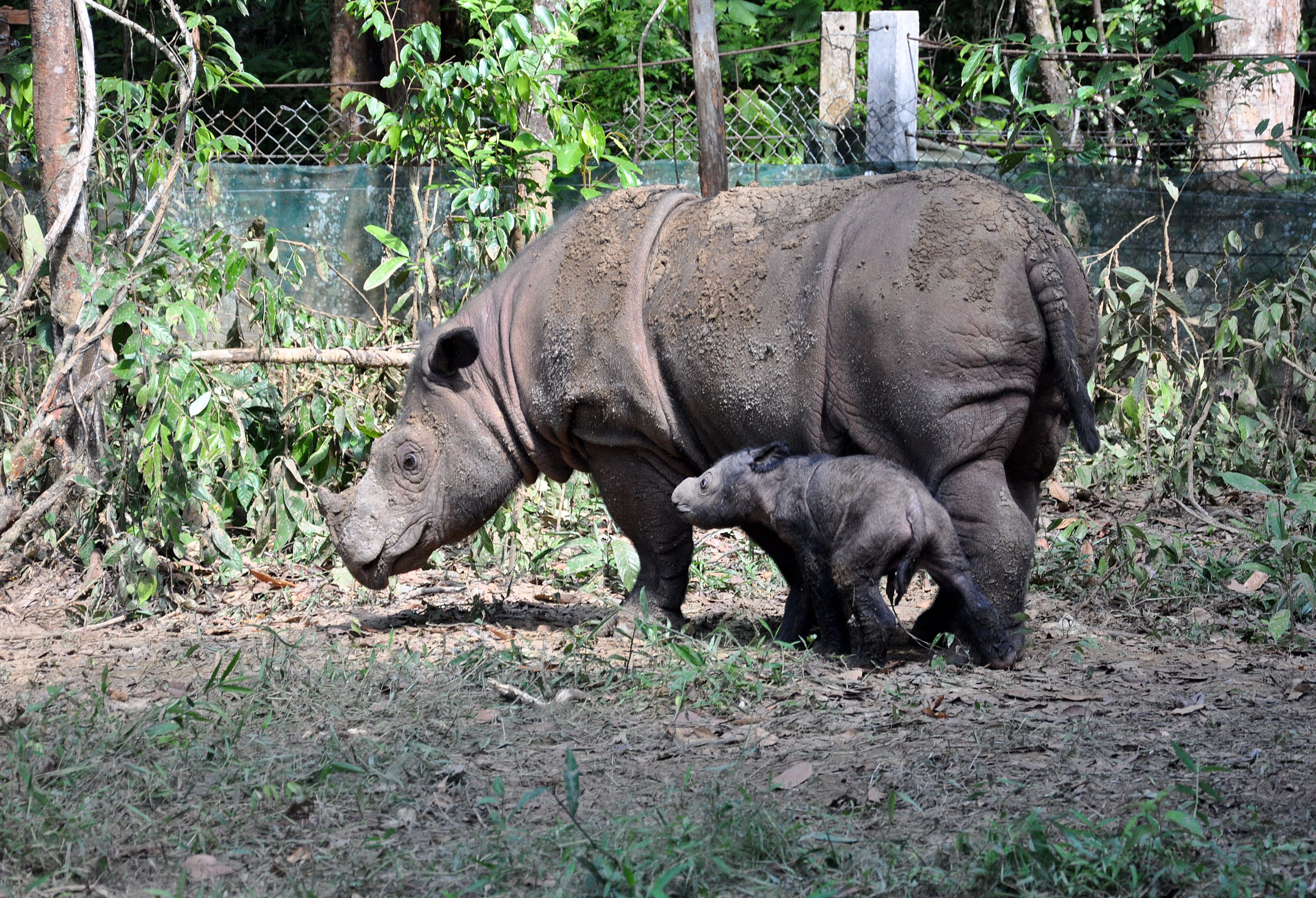 Носорог в тропическом лесу. Суматранский носорог. Суматранский носорог малыш. Суматранский носорог, Индонезия. Суматра́нский носоро́г[1] (лат. Dicerorhinus sumatrensis).