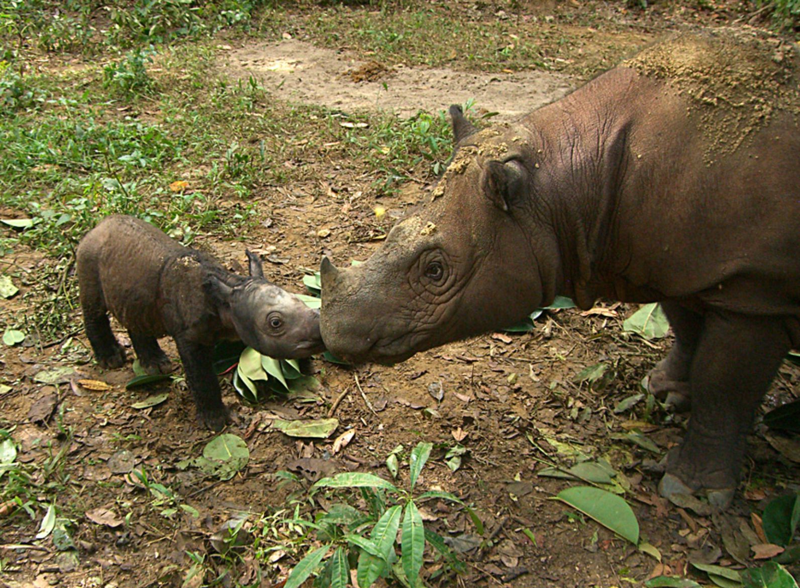 Носорог в тропическом лесу. Суматранский носорог. Суматранский двурогий носорог. Суматранский носорог фото. Двурогие суматранский носорог Тайланда.