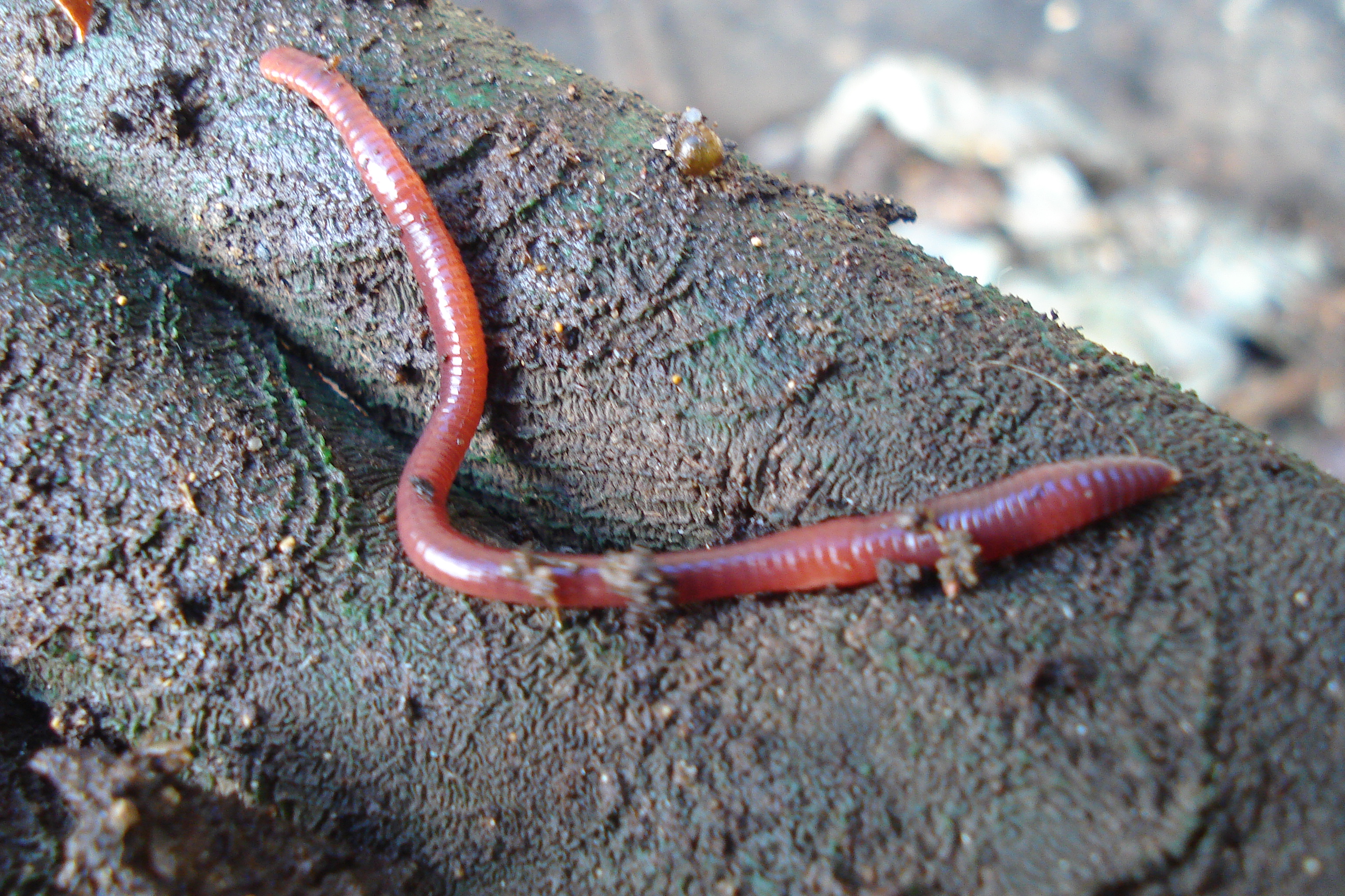 Плодовитость червей. Дождевые черви Eisenia Fetida. Кольчатые черви дождевой червь.