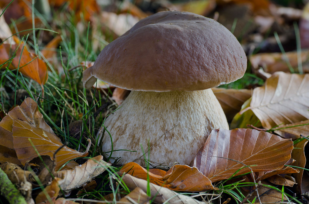 Белые гри. Белый гриб Боровик. Boletus edulis – белый гриб. Боровик - белый гриб Боровик. Болетус Эдулис.