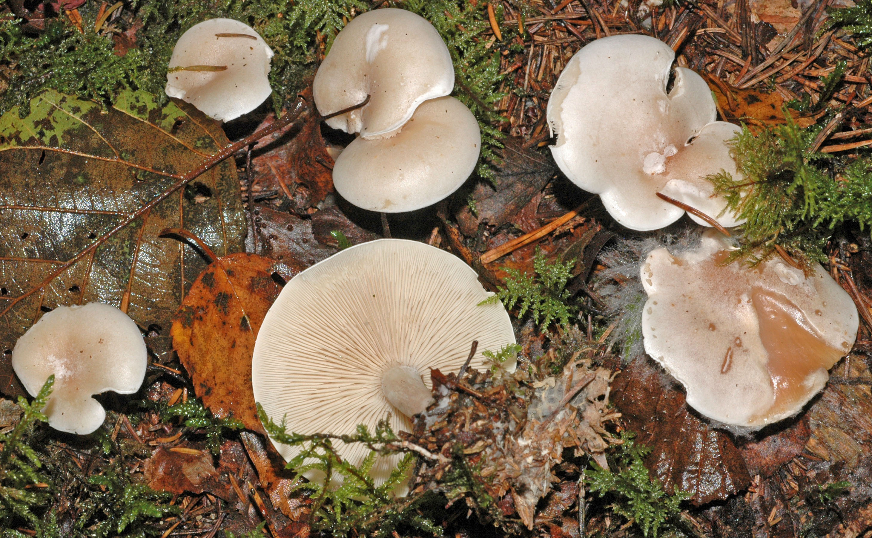 Clitocybe wallpapers 