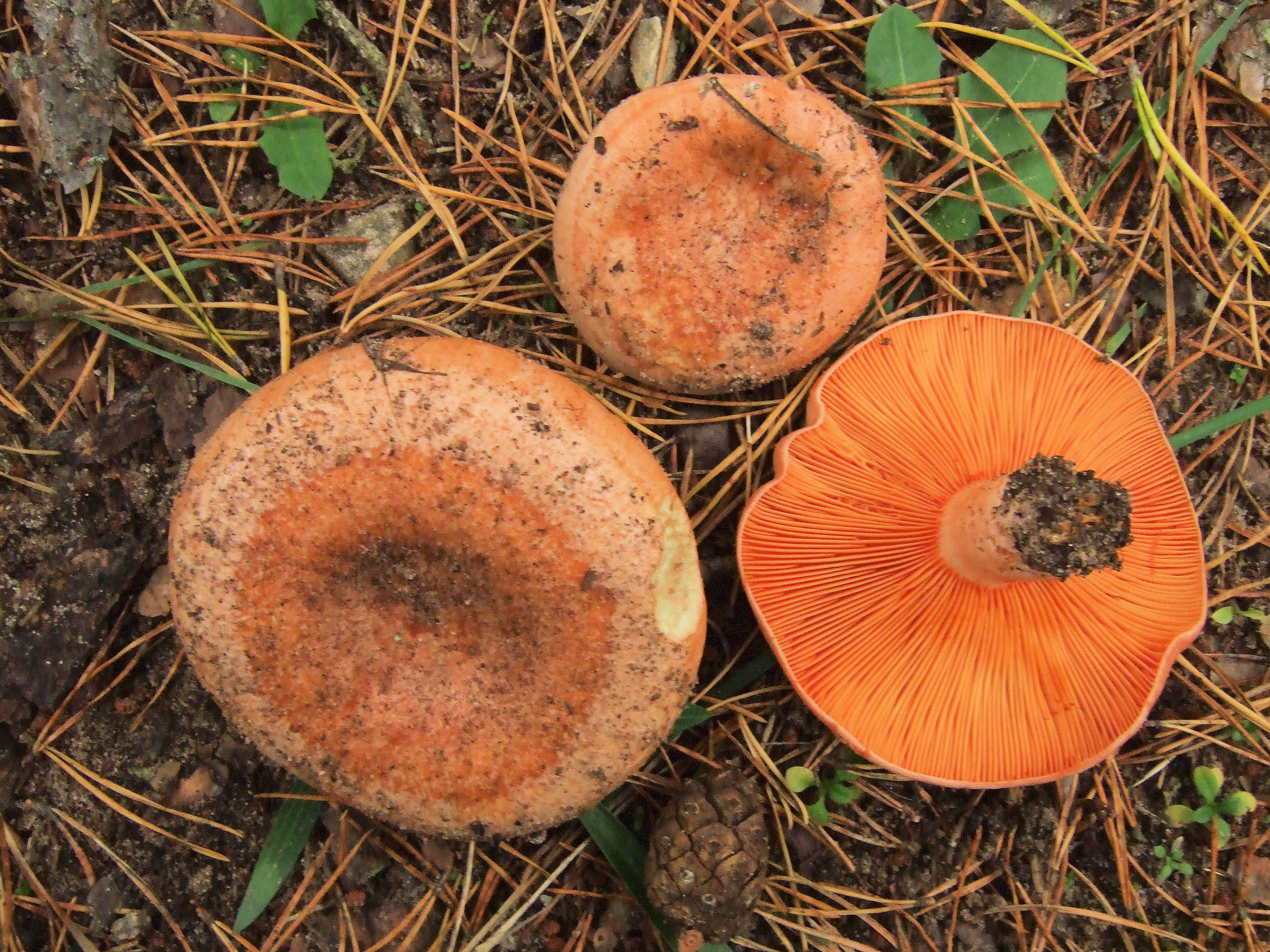 Осень рыжики. Рыжик Сосновый/Боровой (Lactarius deliciosus);. Млечник Рыжик гриб. Грибы Рыжик деликатесный. Царский гриб Рыжик.