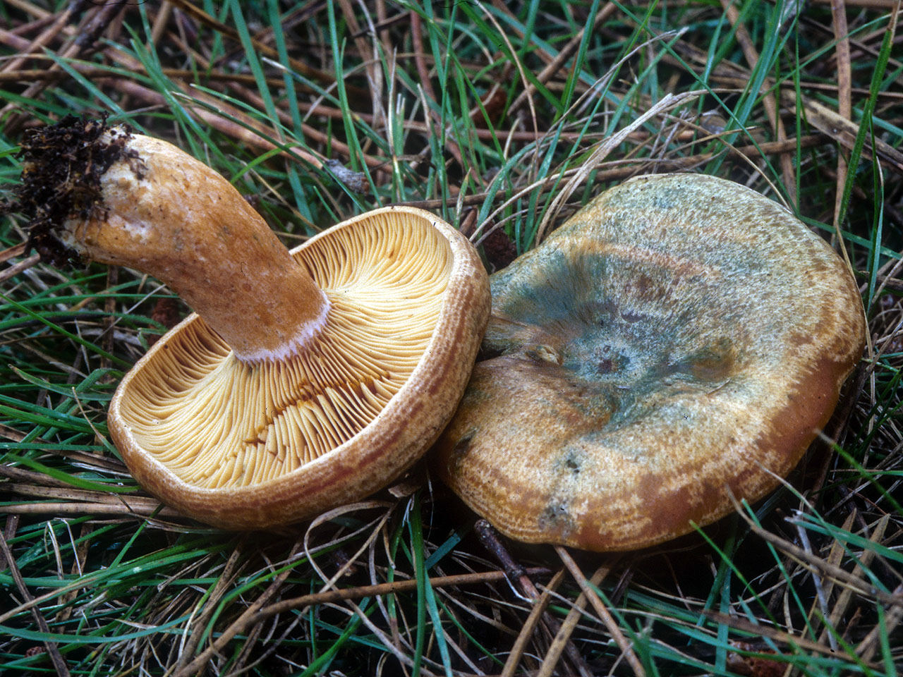 рыжики грибы фото съедобные