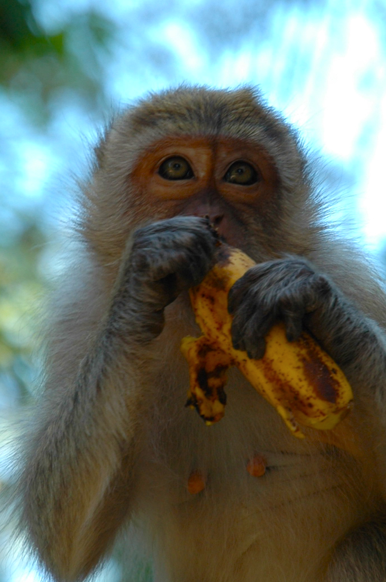 Monkey With Banana Wallpapers High Quality