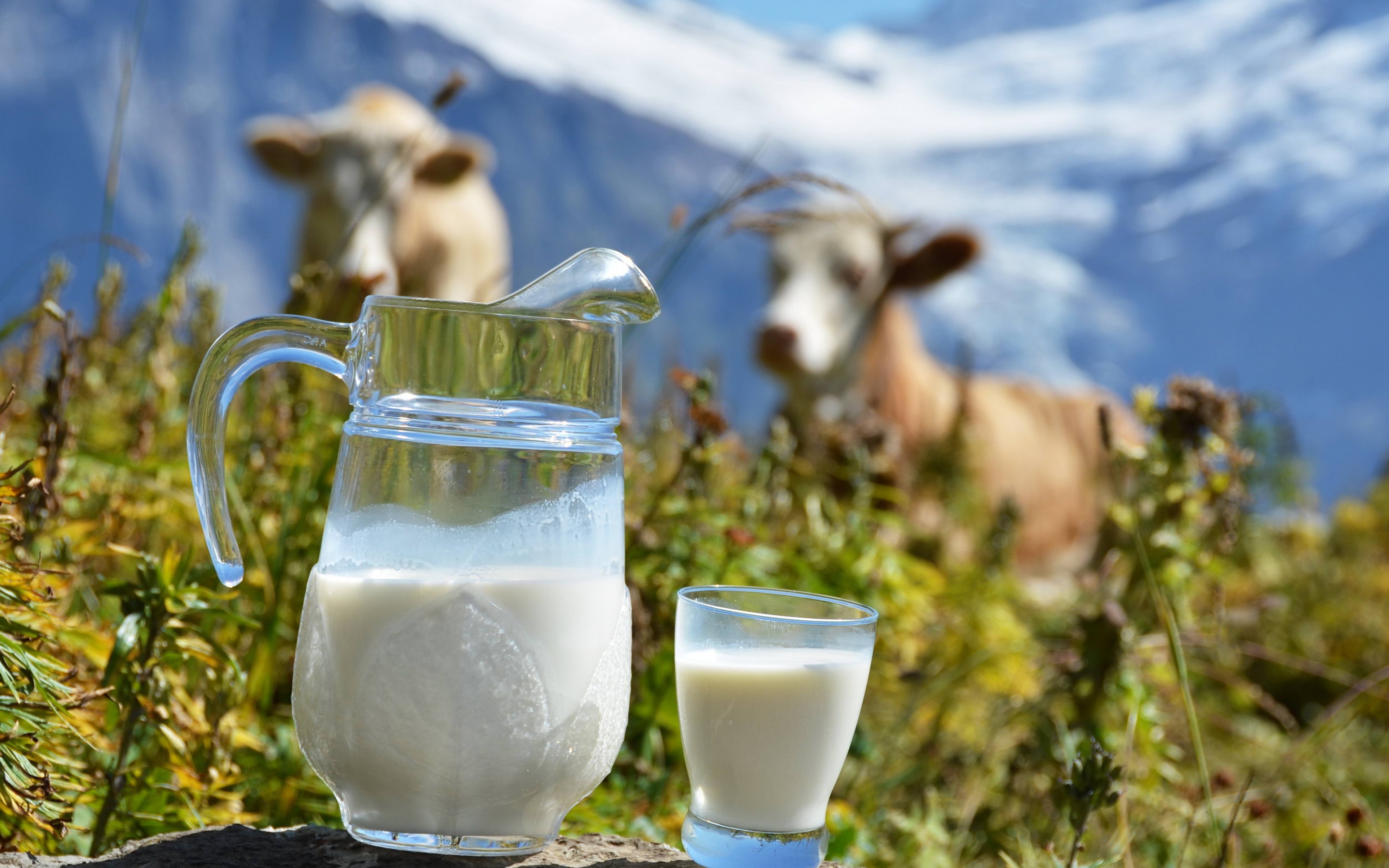 Молоко это еда или напиток. Молоко. Корова молоко. Молочная продукция с коровой. МОМО лого.