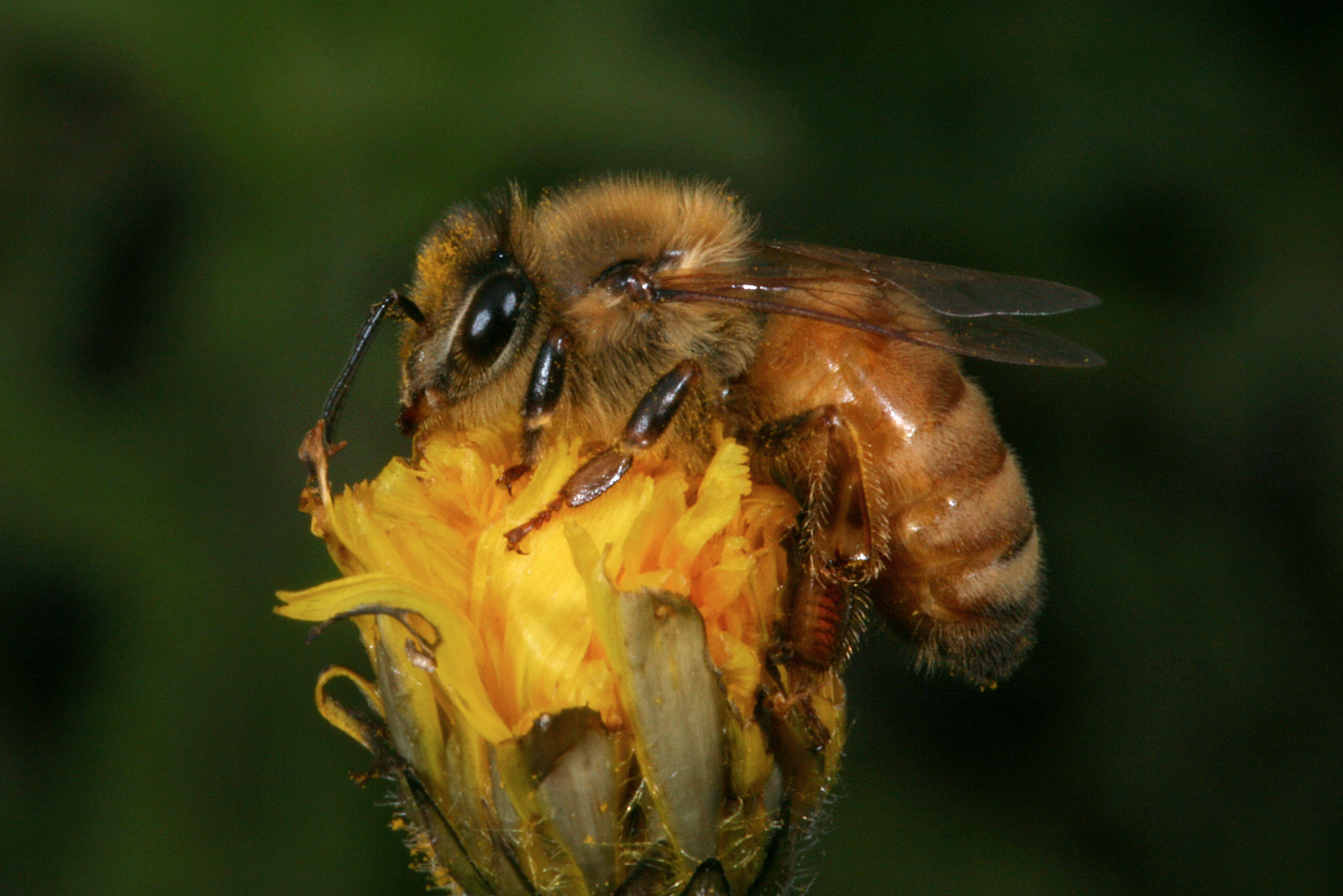 Пчела целом. Пчела APIS mellifera. Европейская медоносная пчела. Медоносная пчела. Пчеловодство. APIS mellifera mellifera.