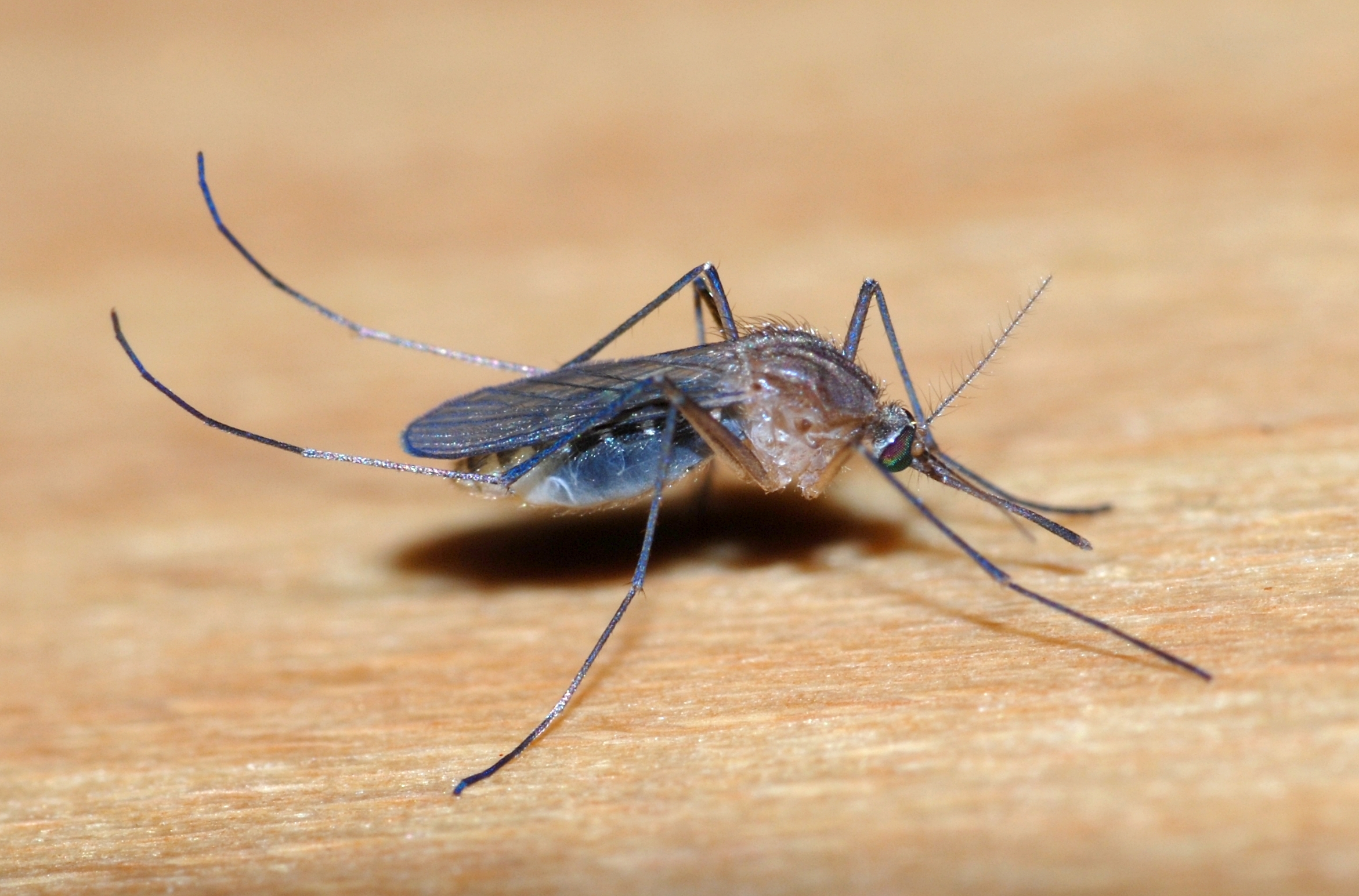Сколько живут комары обыкновенные. Комар обыкновенный (Culex pipiens). Комар обыкновенный Пискун. Комар Пискун самец. Москит и комар.